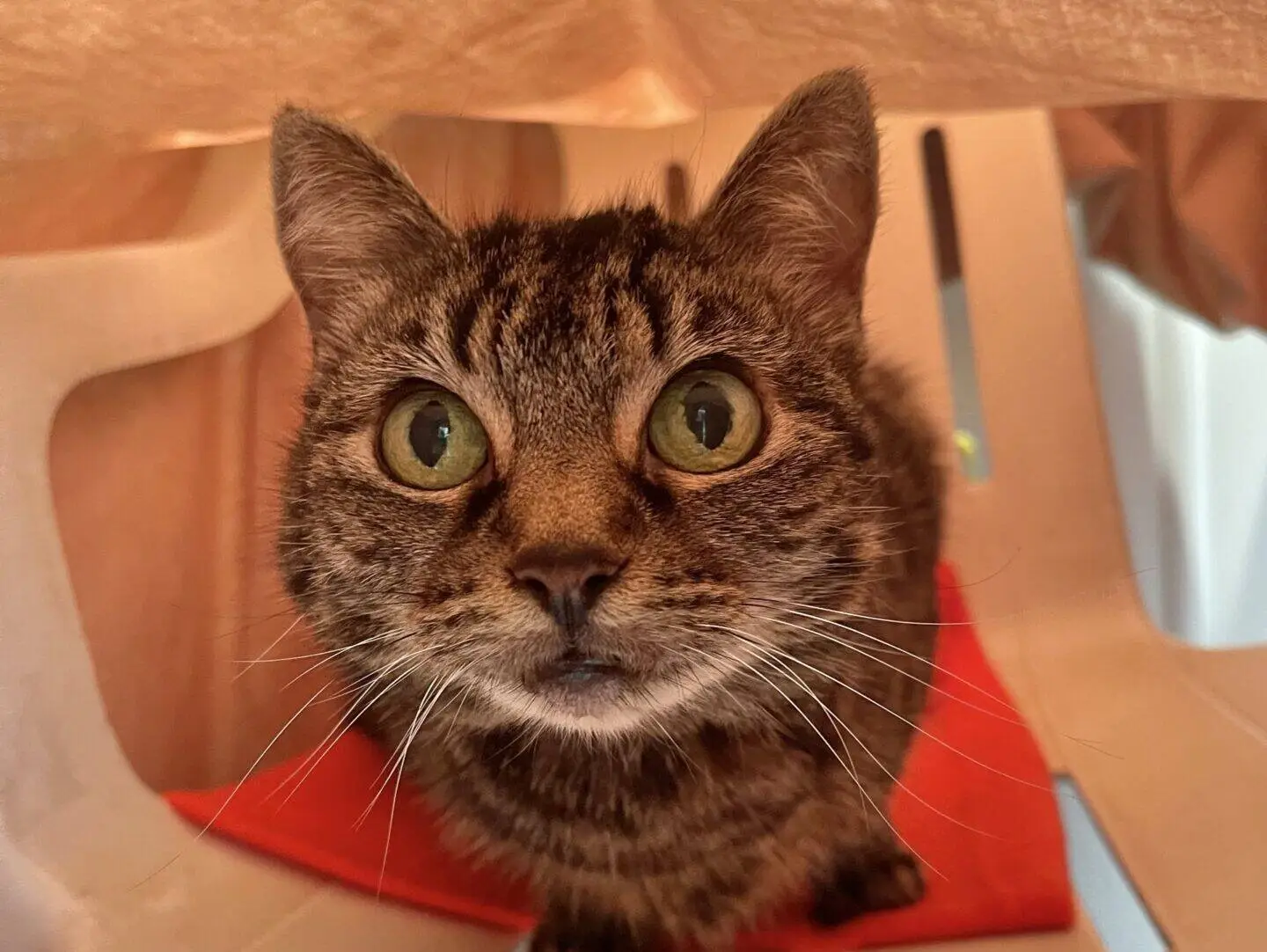 A brown tabby cat with wide green eyes sits on a red cloth, looking up whilst inside a beige plastic chair with a fabric cover overhead.