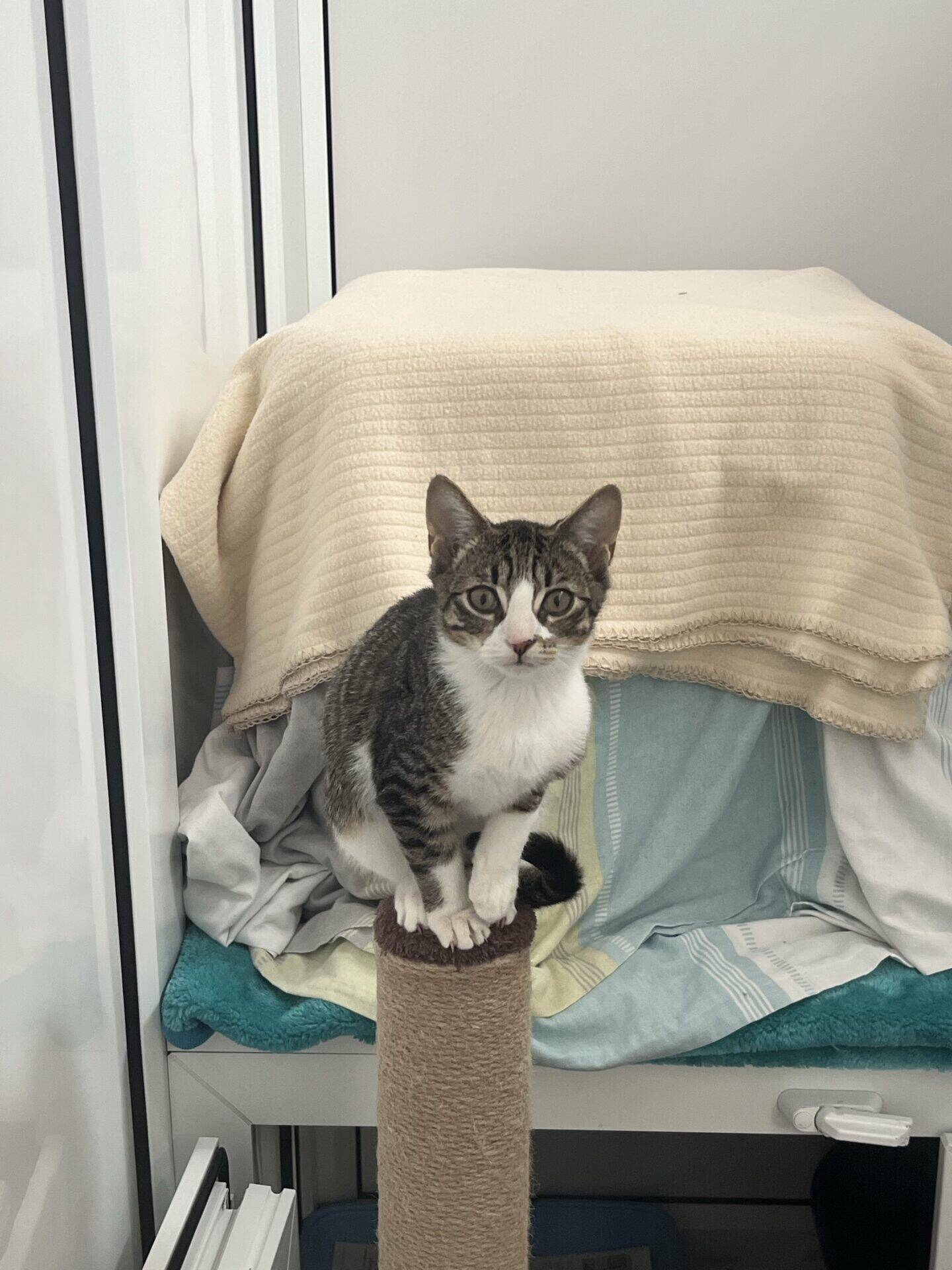 A tabby cat with white paws and chest sits on top of a scratching post in front of a bed covered with a beige blanket. The cat looks directly at the camera in a cosy indoor setting.