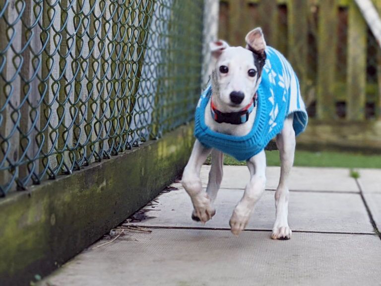 Lurcher Curly Kale at the Woodgreen centre