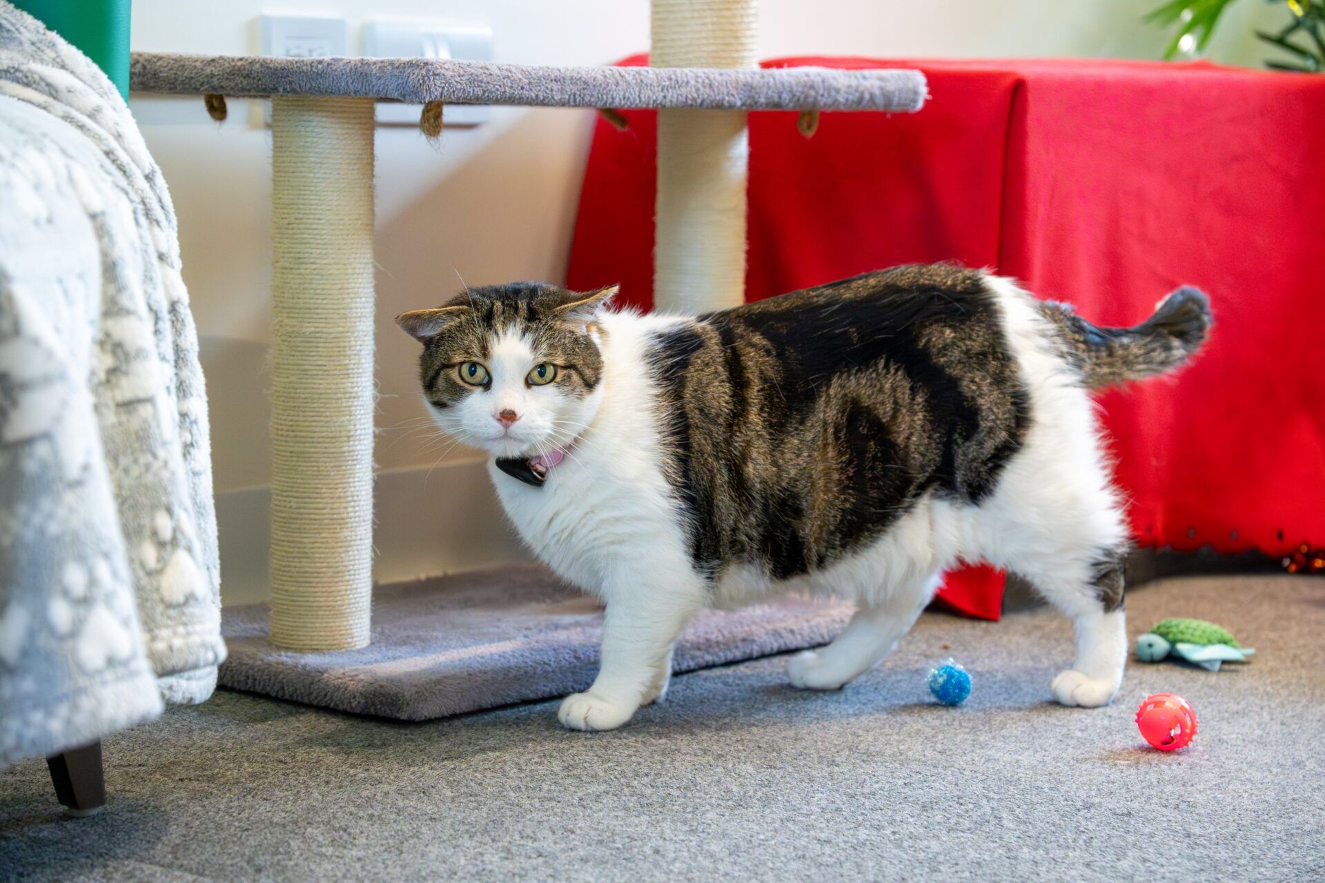 A blaze domestic short hair cat stands near a scratching post, looking towards the camera. Colourful cat toys are scattered on the carpet nearby, and a red tablecloth is visible in the background.