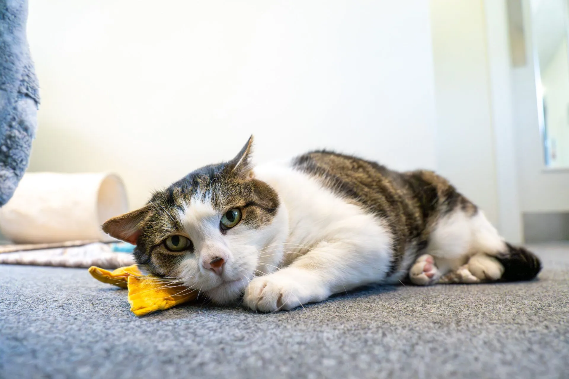 A grey and white blaze domestic short-haired cat lies on a carpeted floor, resting its head on a yellow fabric and looking towards the camera with a relaxed expression.