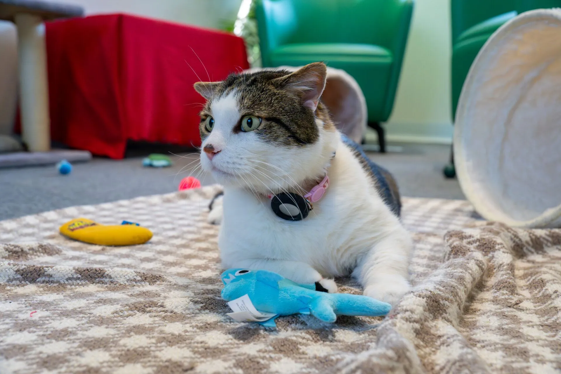 A blaze domestic short hair cat with a pink collar lies on a chequered blanket, holding a blue plush toy. Green chairs, a red tablecloth, and various colourful toys are scattered across the room.