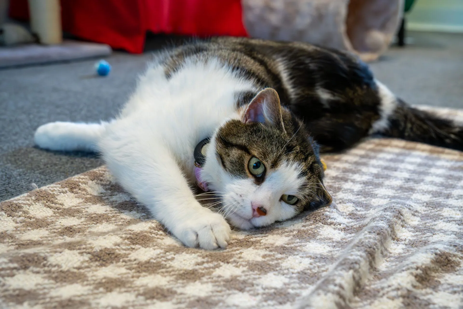 A blaze domestic short hair cat lies on its side on a chequered rug, looking relaxed with its head resting on the floor and one paw extended forwards. The background shows carpet, toys, and furniture.