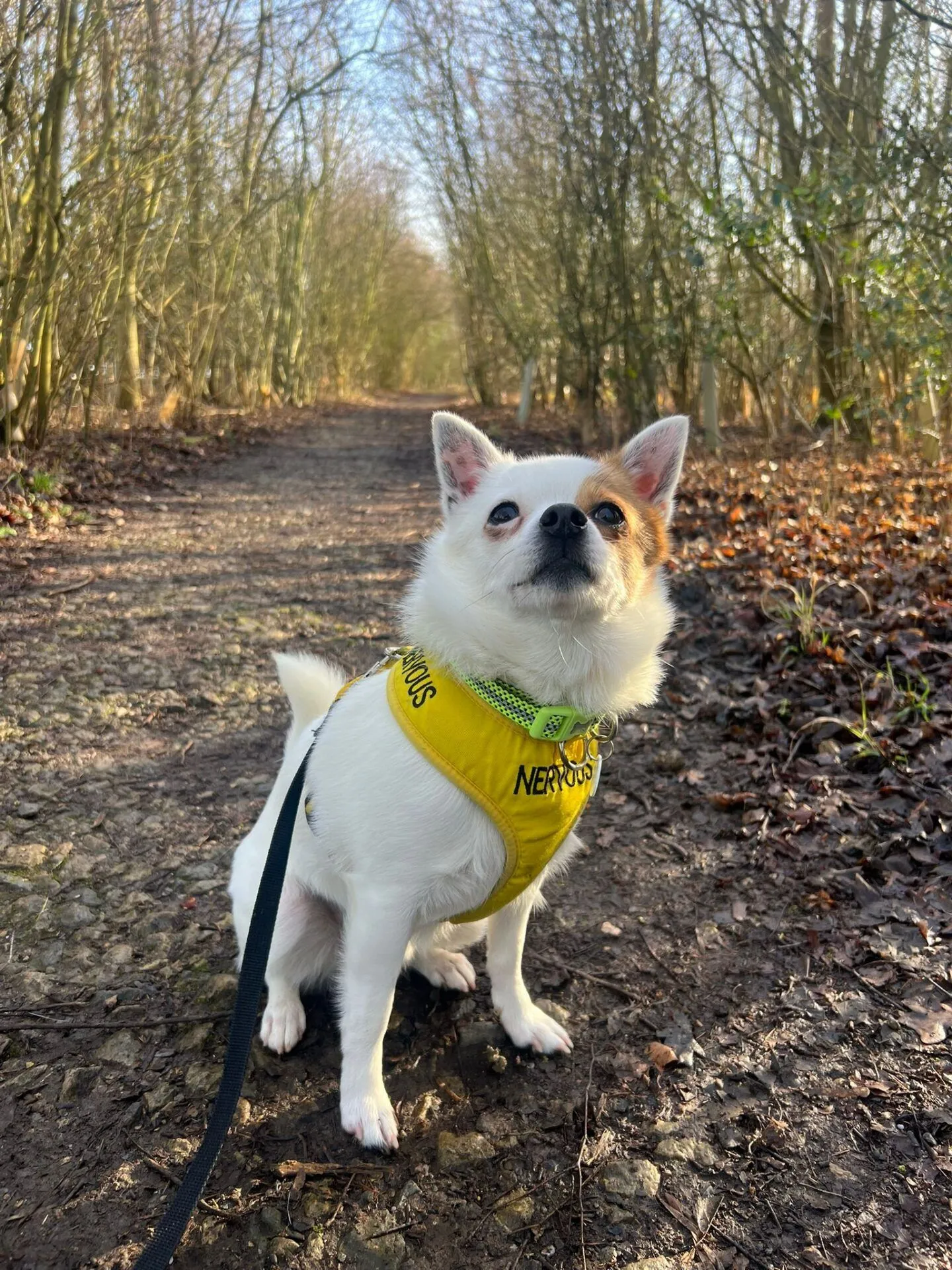 A small white Bruno crossbreed dog wearing a yellow Nervous harness sits on a lead along a wooded path, surrounded by bare trees and scattered leaves on the ground.