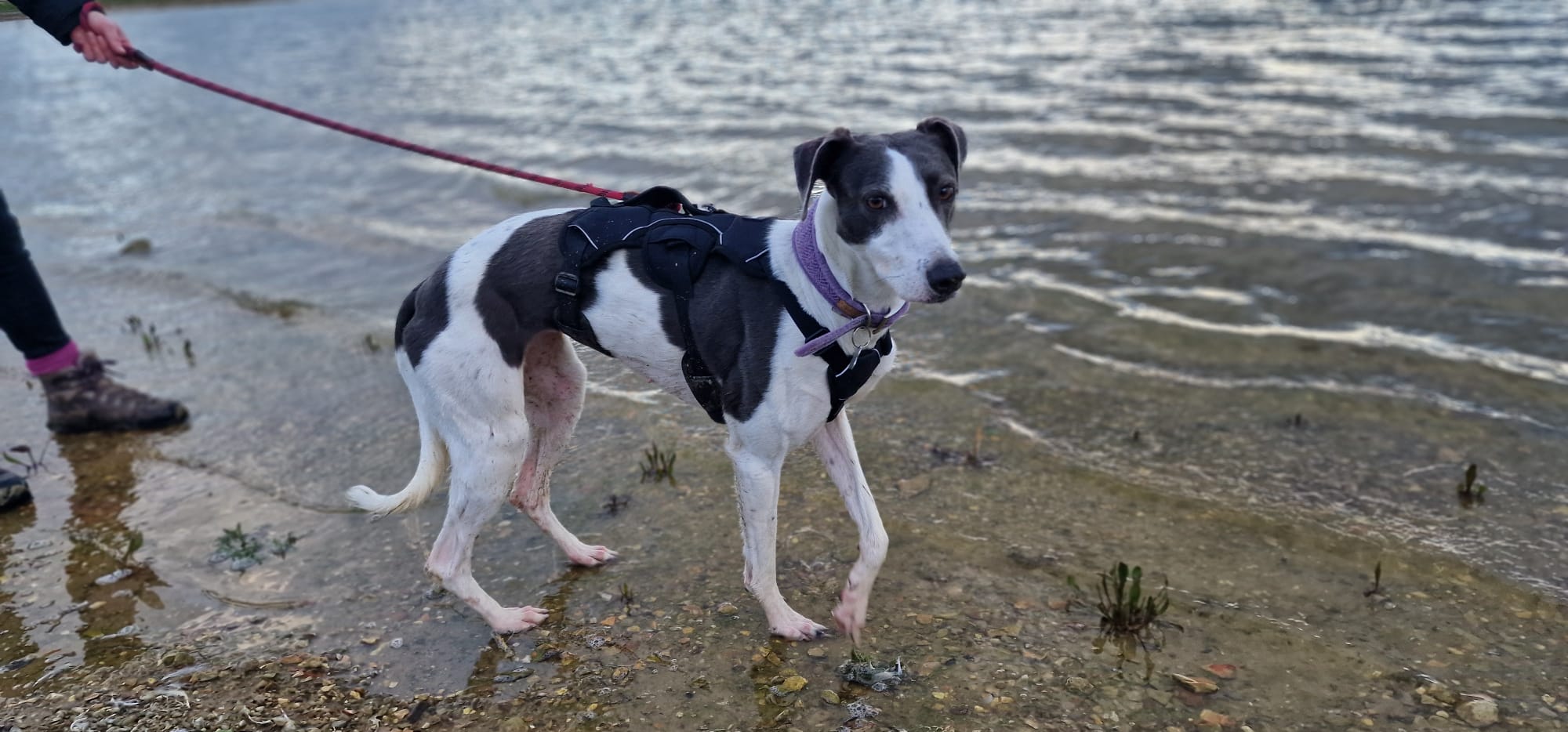 A black and white Lurcher wearing a harness and lead stands at the edge of a body of water. A person holds the lead, and the dog looks towards the camera. The shoreline is rocky and shallow.