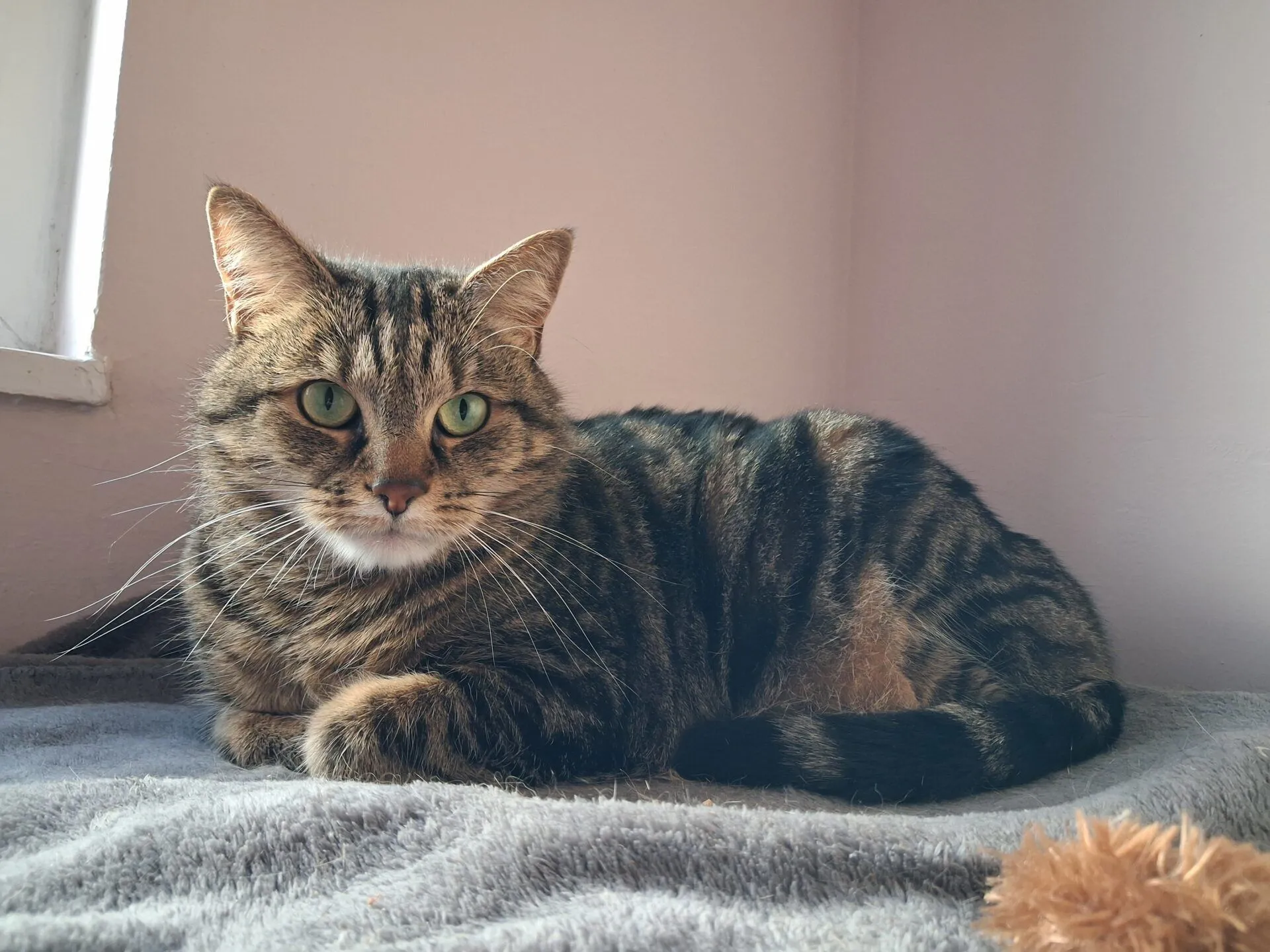 A tabby cat with green eyes is lying on a grey blanket in soft natural light, looking directly at the camera. The background is a pale pink wall and a small window is visible on the left.