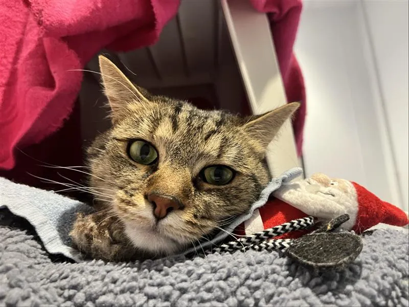 A tabby cat lies on a grey blanket, partially covered with a towel, looking at the camera. A small Father Christmas toy and pink fabric are visible beside the cat.