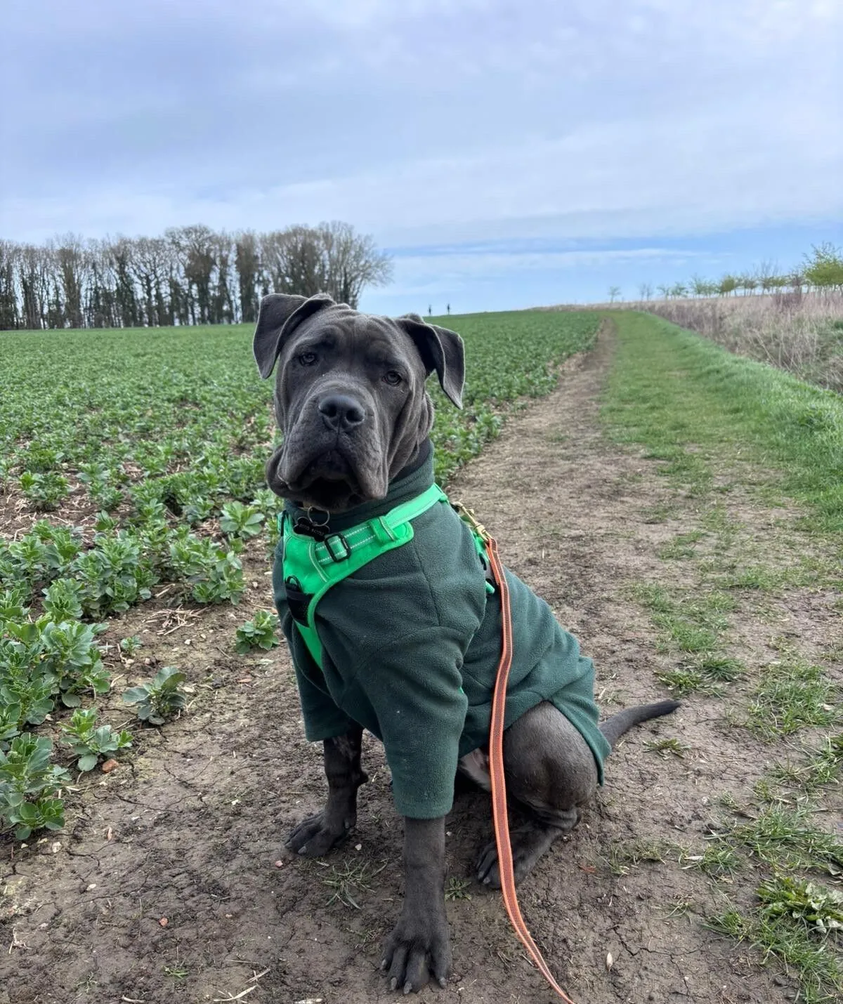 A large, grey cane corso wearing a green jumper and harness sits on a dirt path next to a green field under a cloudy sky. The dog on a lead looks directly at the camera, with trees visible in the background.