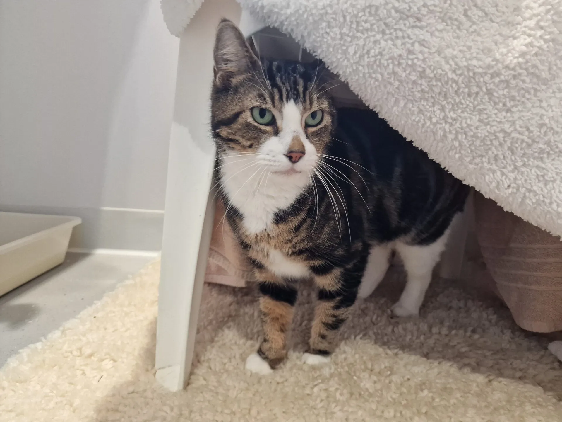 A tabby cat with green eyes and white paws stands under a white table, partially covered by a fluffy blanket, on a textured beige rug next to a litter tray.
