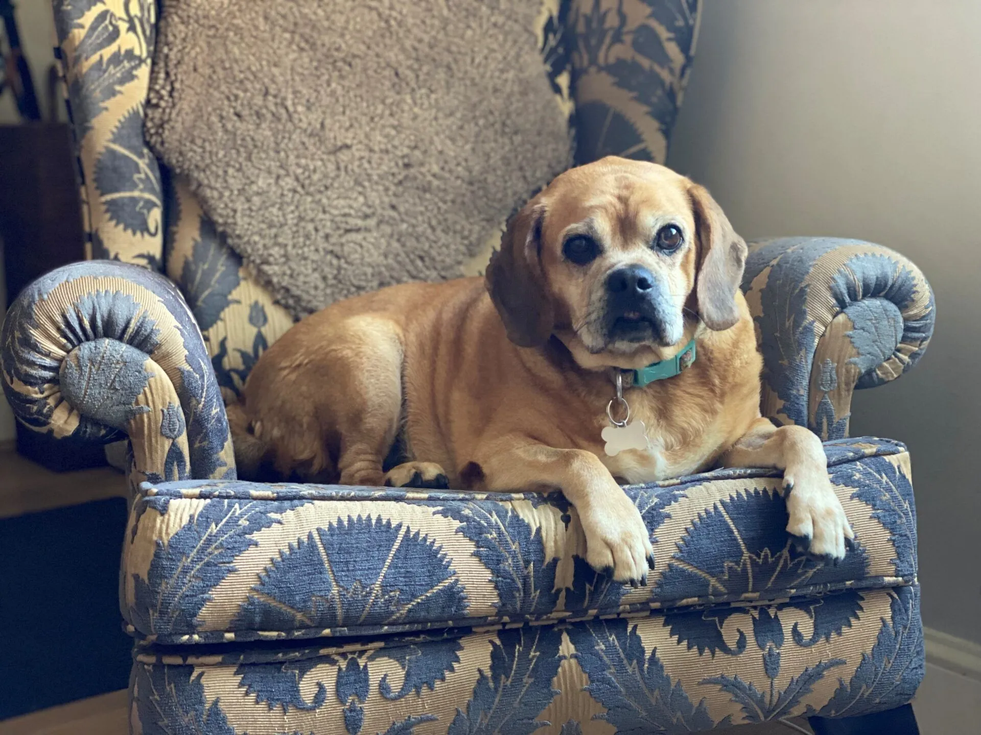 A small brown beagle cross with a curled tail lies on a blue and beige patterned armchair, looking at the camera. A fuzzy brown blanket is draped over the back of the chair.