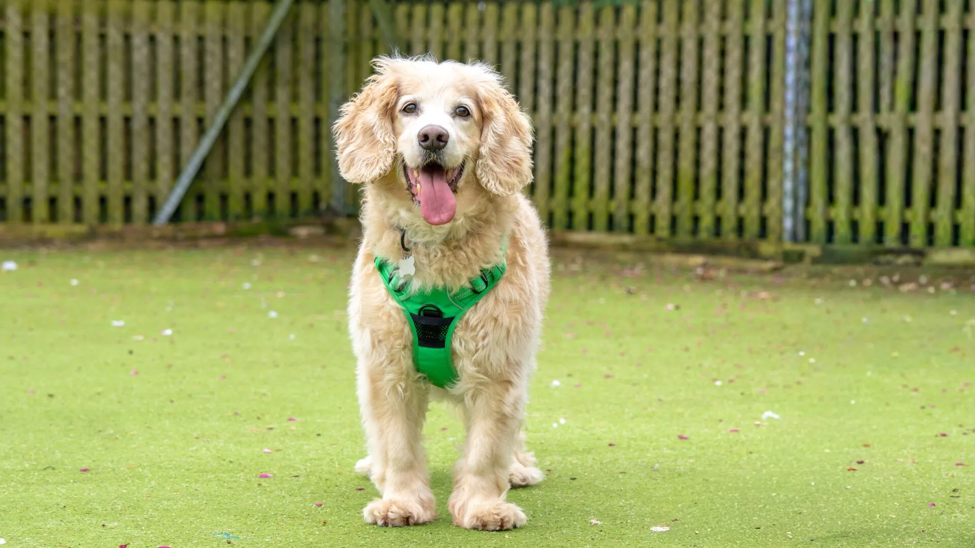 Max, a 11 years old male Crossbreed available for adoption from Woodgreen in Cambridgeshire