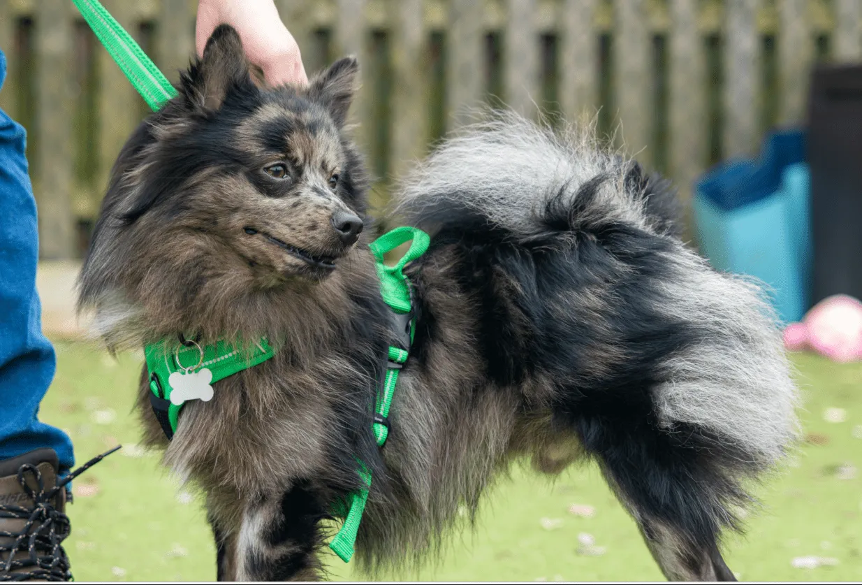 Teddy, a 10 months old male Crossbreed available for adoption from Woodgreen in Cambridgeshire