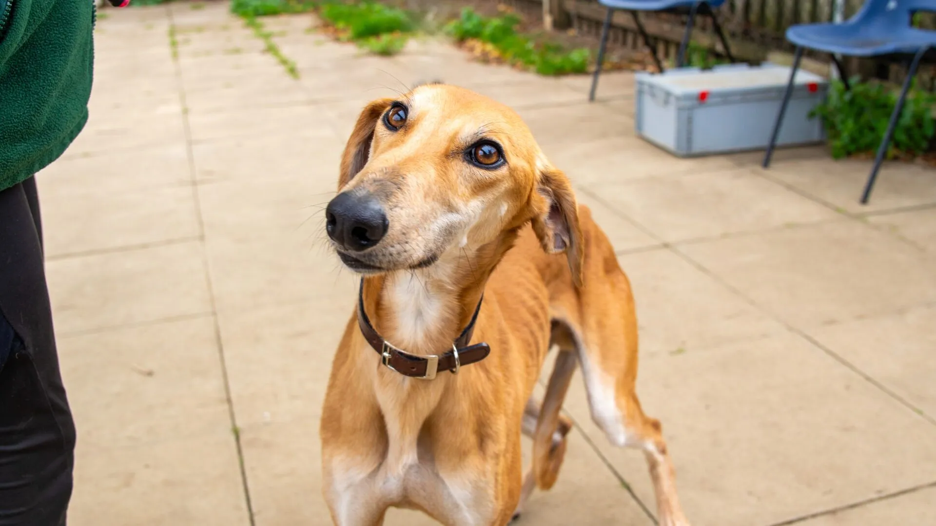 Lukka, a 3 years old male Lurcher available for adoption from Woodgreen in Godmanchester, Cambridgeshire