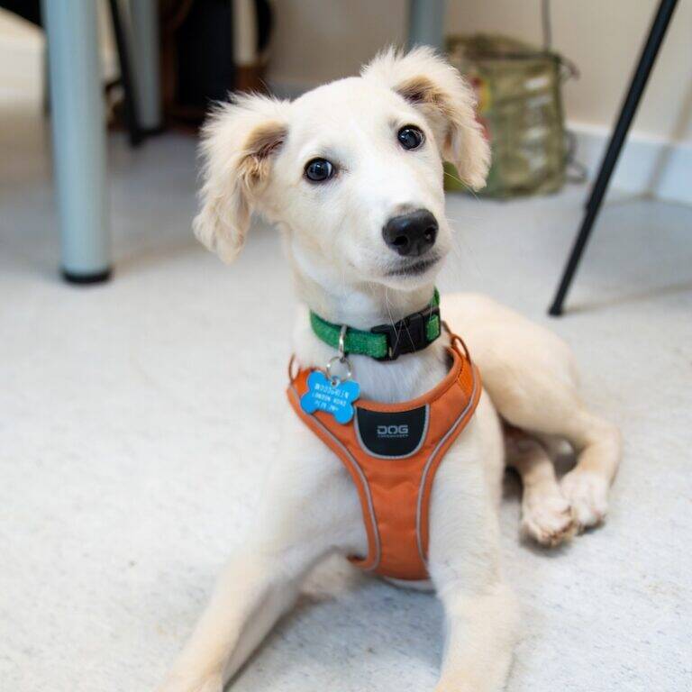 A cream-coloured puppy wearing an orange harness and green collar with a blue name tag sits indoors on a light-coloured floor, looking up with its head tilted.