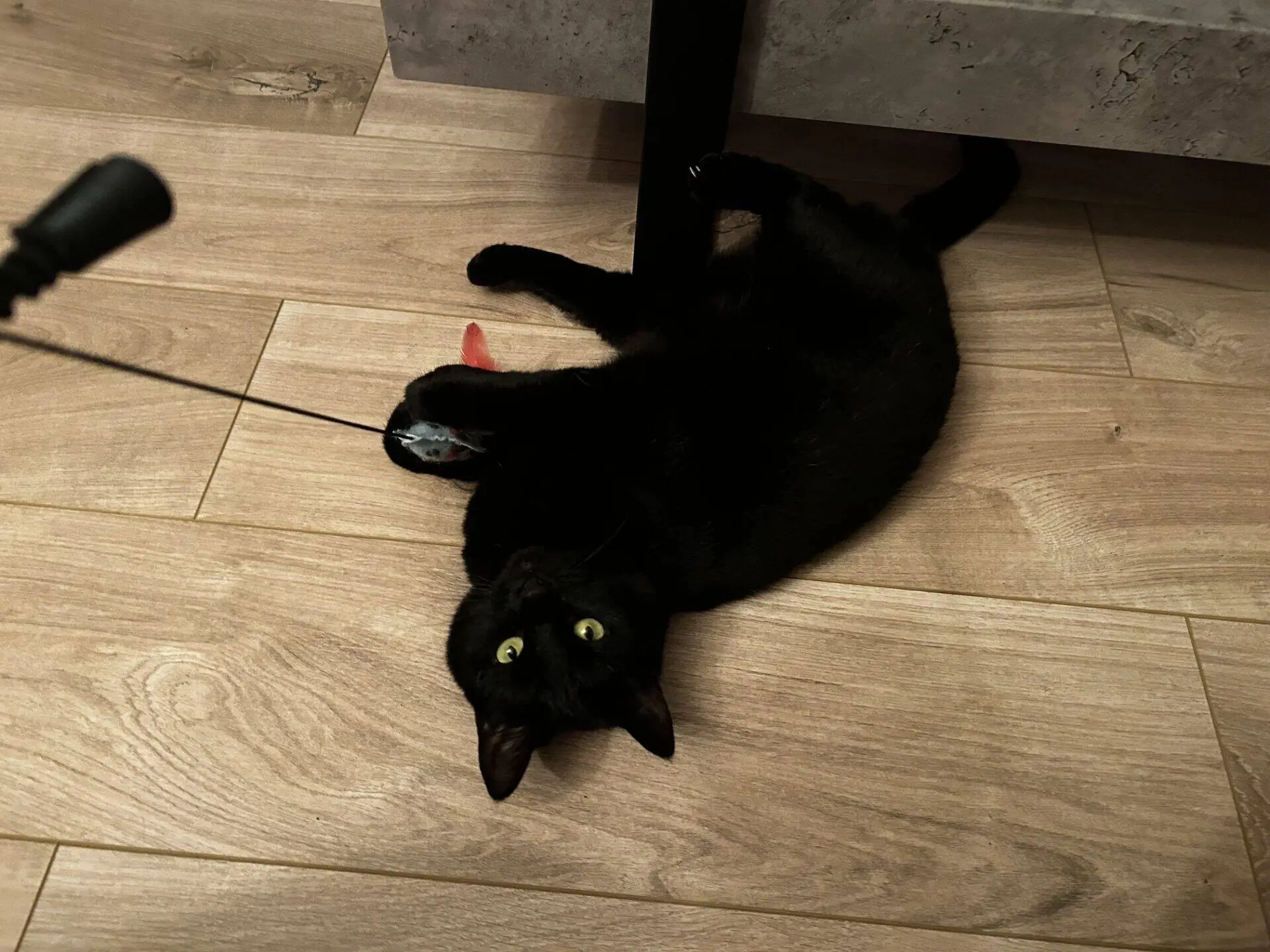 A black cat lies on a wooden floor, playing with a toy mouse attached to a string. The cat is on its side, looking up with wide green eyes.