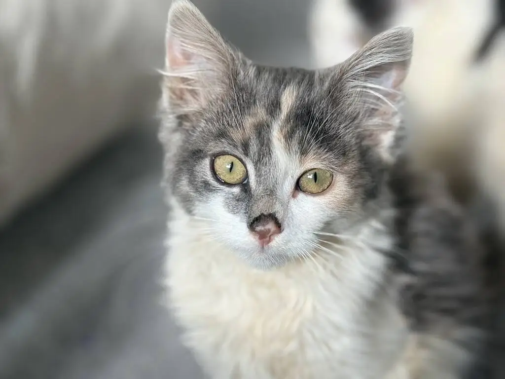 A close-up of a fluffy calico kitten with green eyes, pink nose, and grey, white, and orange fur, looking directly at the camera.