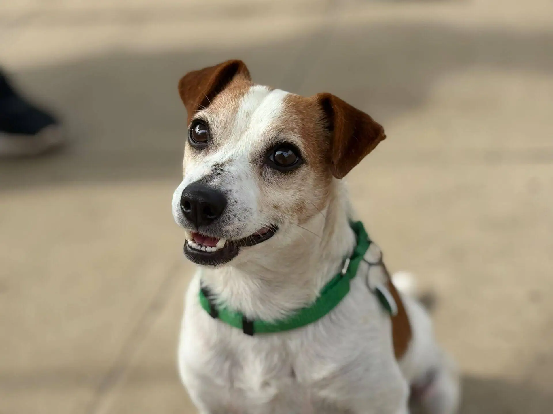A small white and brown Cashew dog, likely a Jack Russell, with a green harness sits on a tan surface, looking up with alert ears and a happy expression.