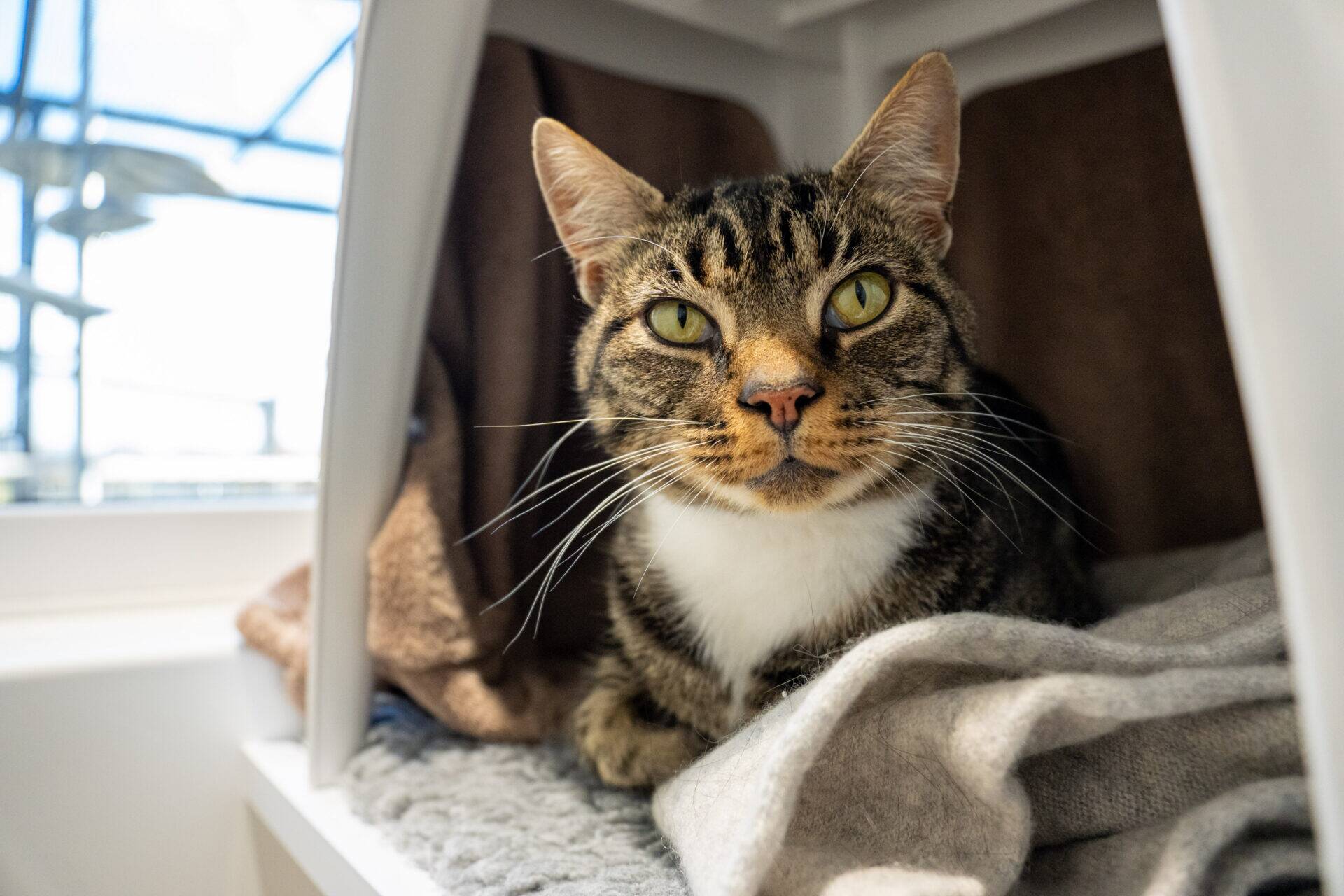 A tabby cat with green eyes and a white chest sits on a blanket inside a cosy, sunlit nook, looking directly at the camera.