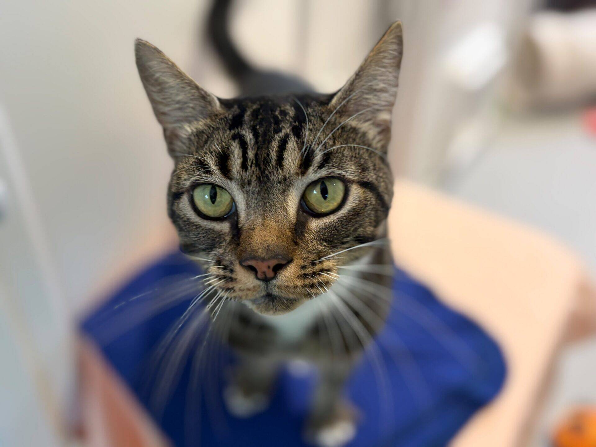 A close-up of a tabby cat with green eyes looking up, standing on a blue surface. The background is blurred.