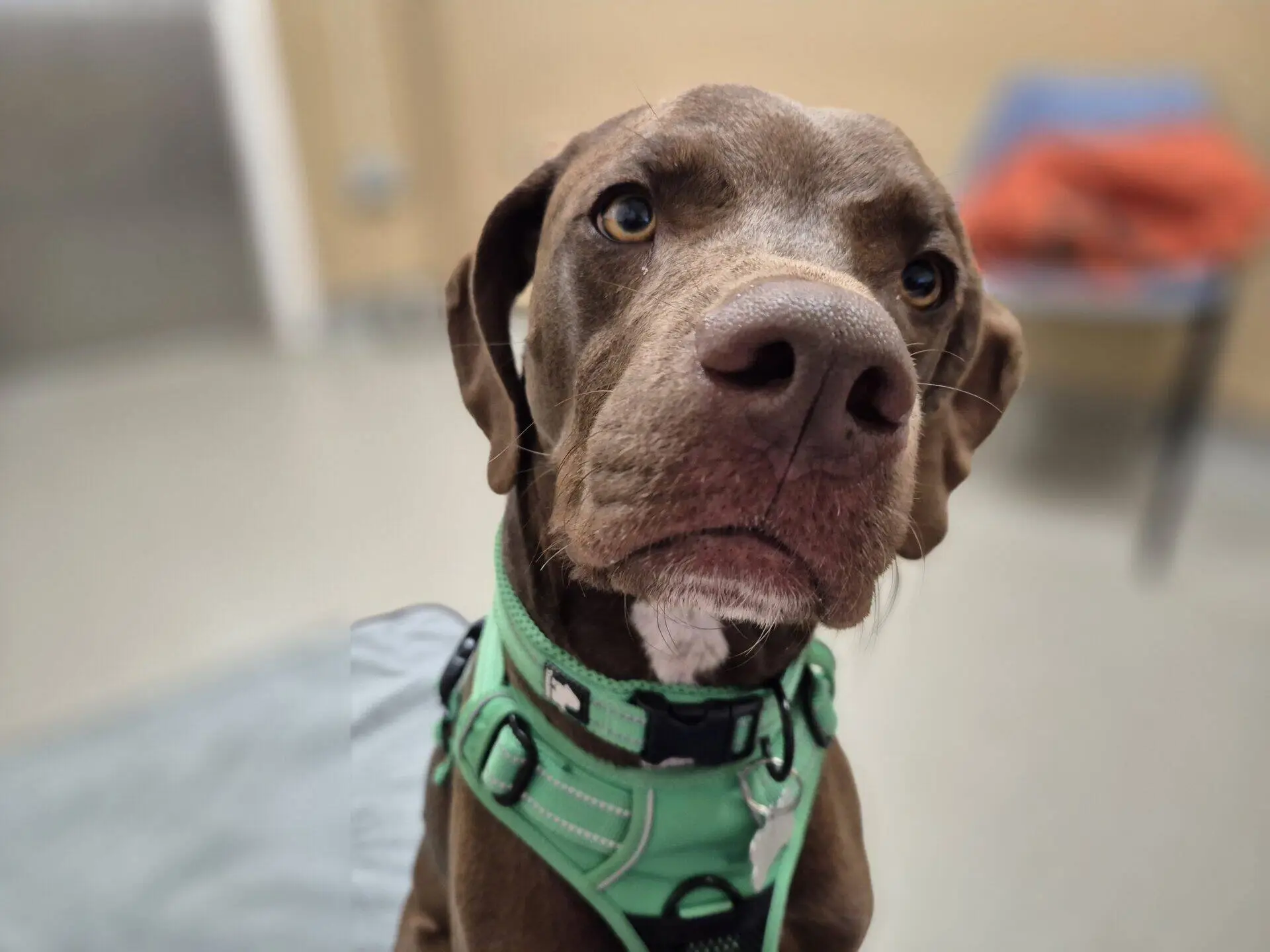A brown Weimaraner cross wearing a green harness looks up with big eyes, sitting indoors as if ready for a dog chase, with a blurry chair and orange item in the background.