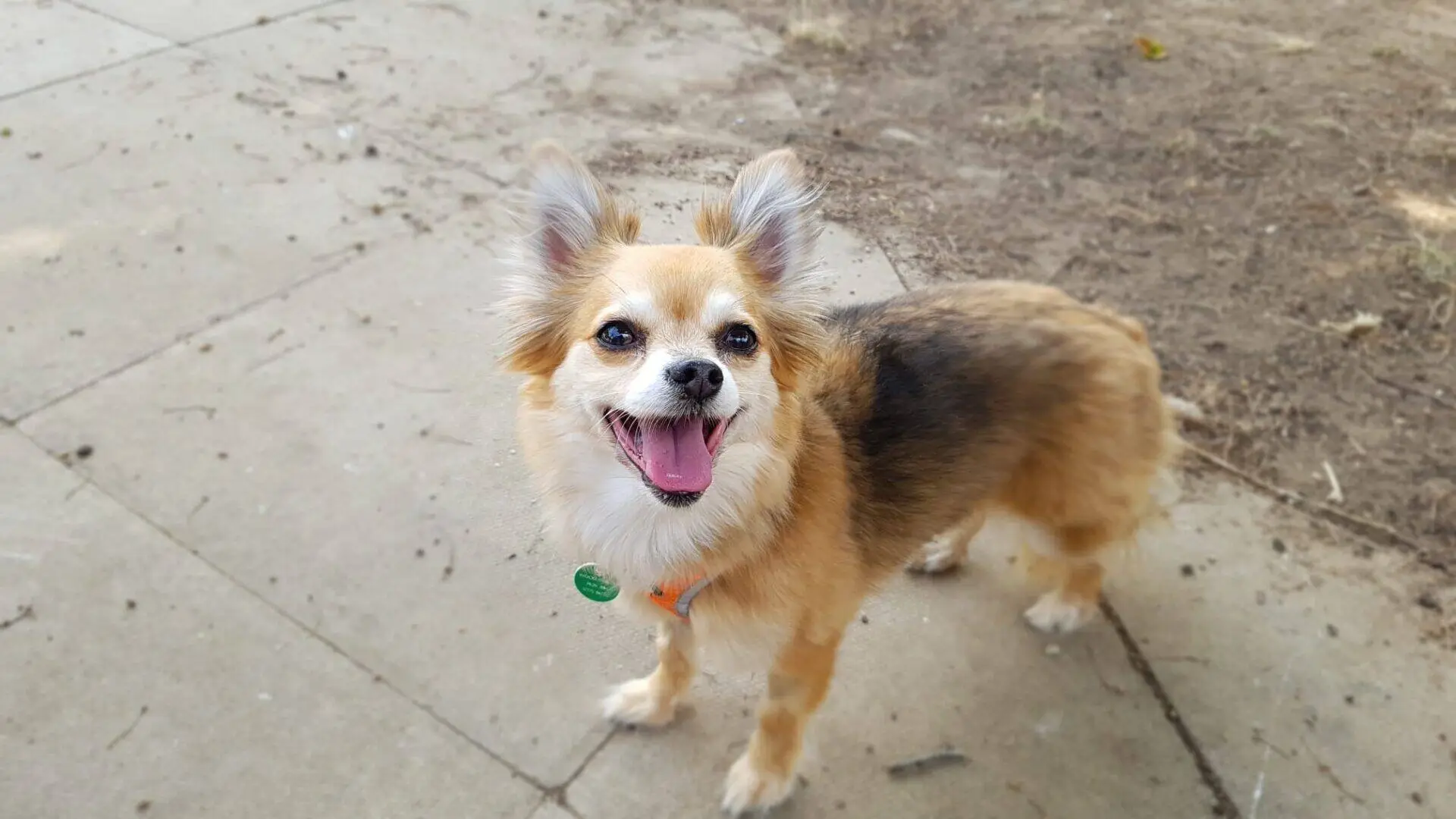 A small, fluffy brown and white chihuahua dog with pointy ears stands on a pavement, looking up and smiling with its mouth open. The background has earth and scattered leaves.