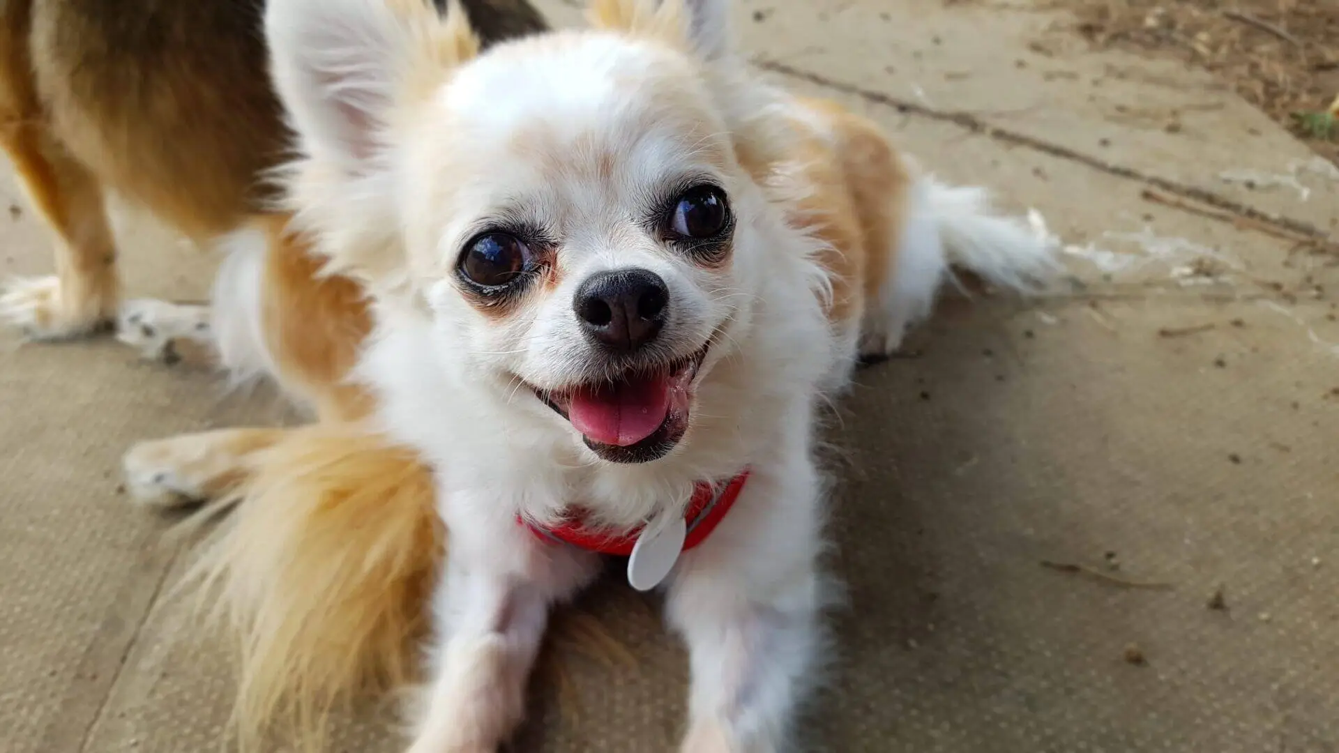 A small, fluffy white and tan chihuahua dog with big eyes and a red harness lies on a mat outdoors, looking up and smiling with its tongue slightly out.