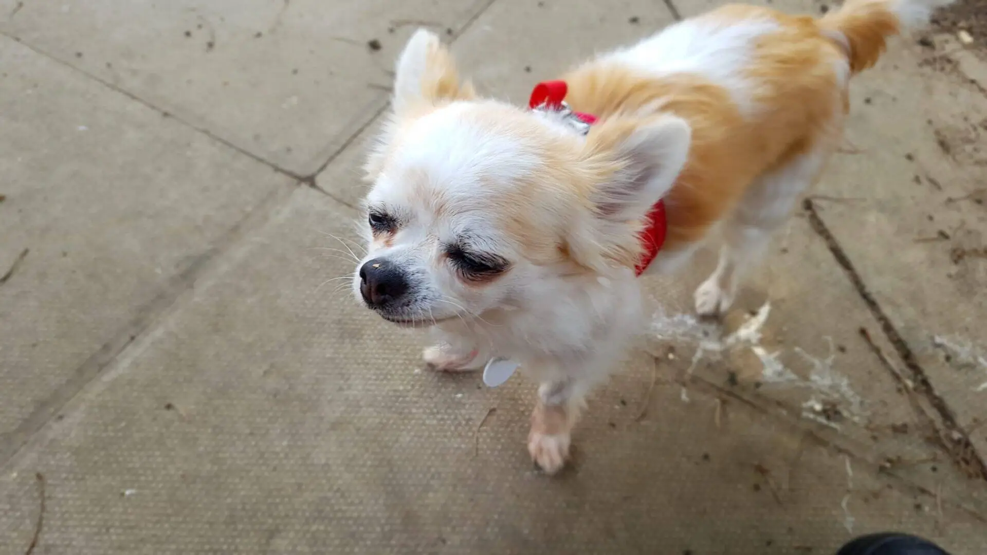 A small, long-haired chihuahua dog with white and tan fur stands on a paved surface, wearing a red ribbon round its neck. The dog has large ears and dark eyes, looking slightly to the side.