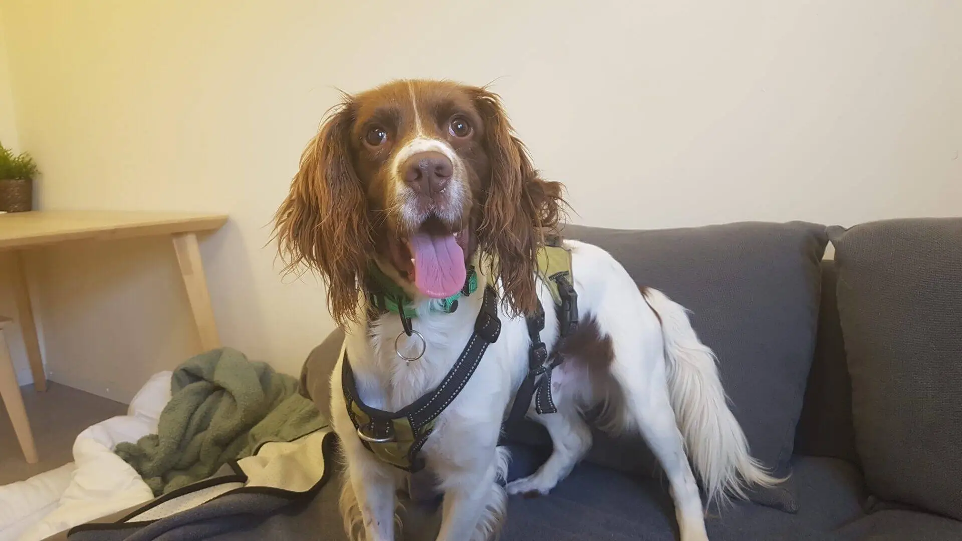 A brown and white Springer Spaniel with long ears and a harness stands on a grey sofa, looking at the camera with its tongue out. Billy Bob, the cheerful dog, is framed by a wooden table and a green blanket in the background.