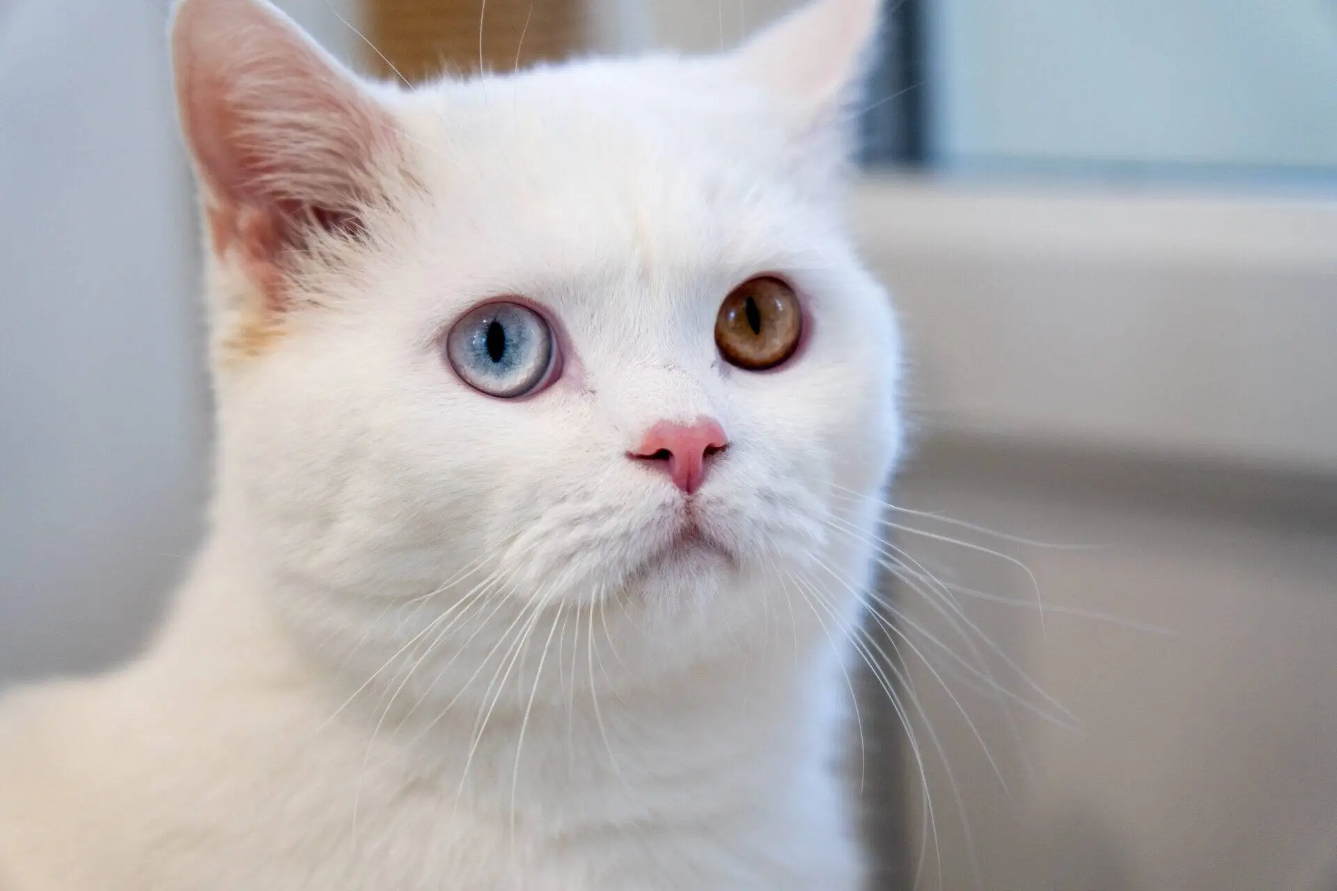 A white cat with heterochromia sits indoors, its left eye blue and right eye amber. The cat gazes calmly, with a pink nose and soft fur visible in the bright lighting.