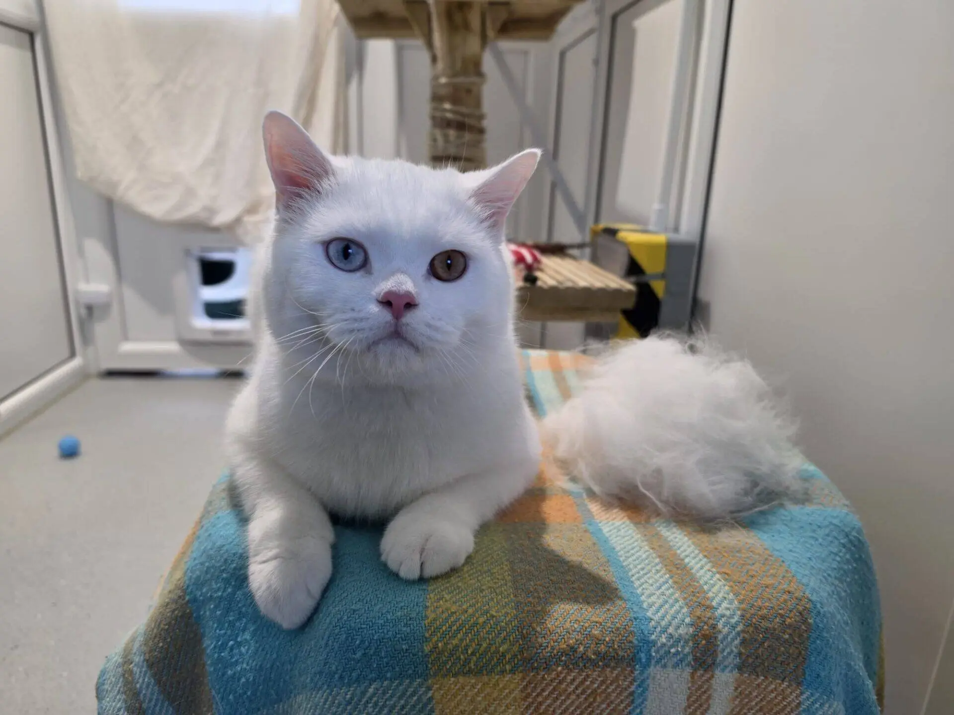 A fluffy white cat with heterochromia (one blue and one amber eye) sits on a blue and orange checked blanket in a bright room, looking directly at the camera.