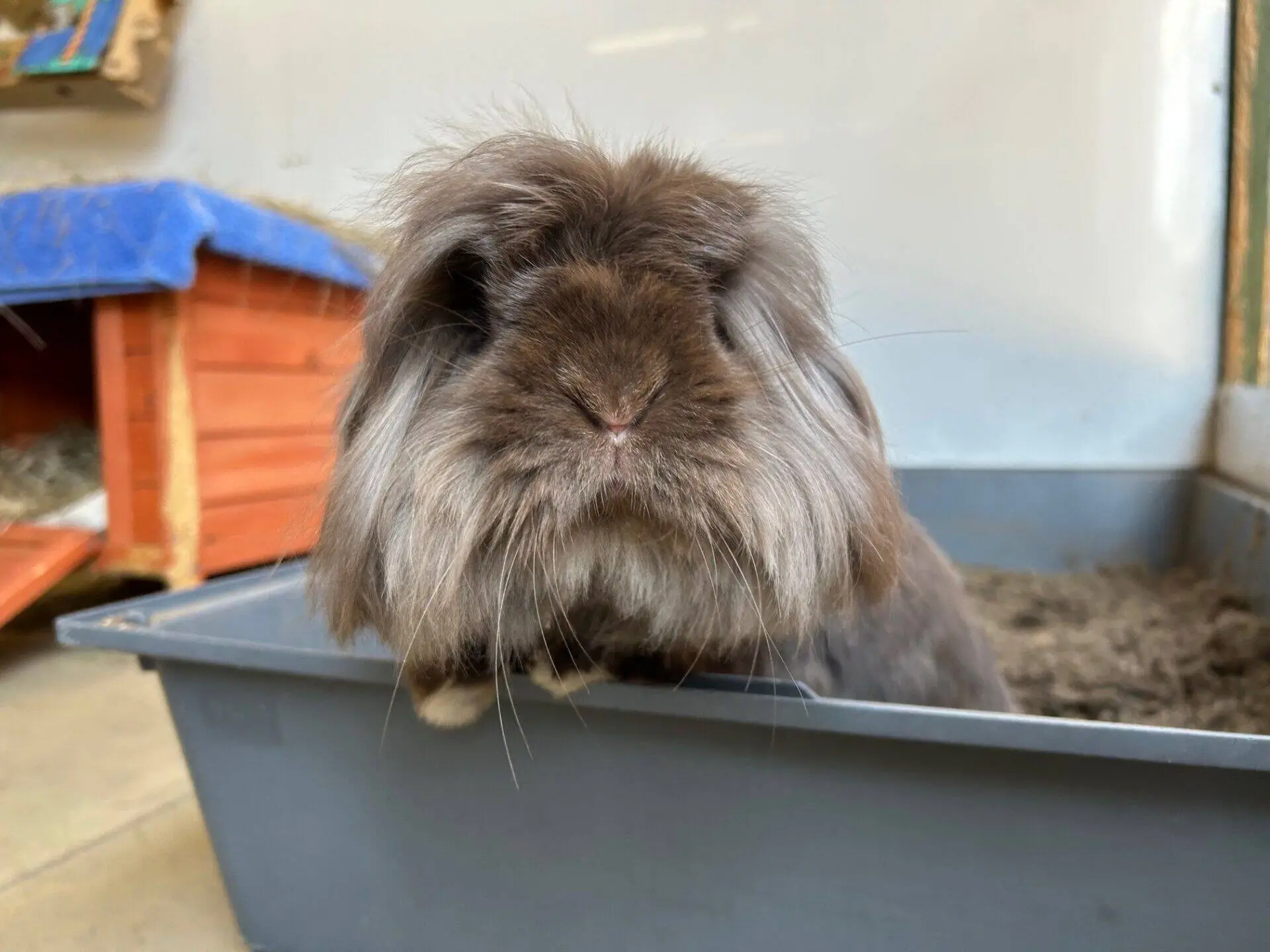 A fluffy brown rabbit with long fur on its face sits in a grey plastic soil tray, looking directly at the camera. A wooden structure with a blue towel on the roof is visible in the background.