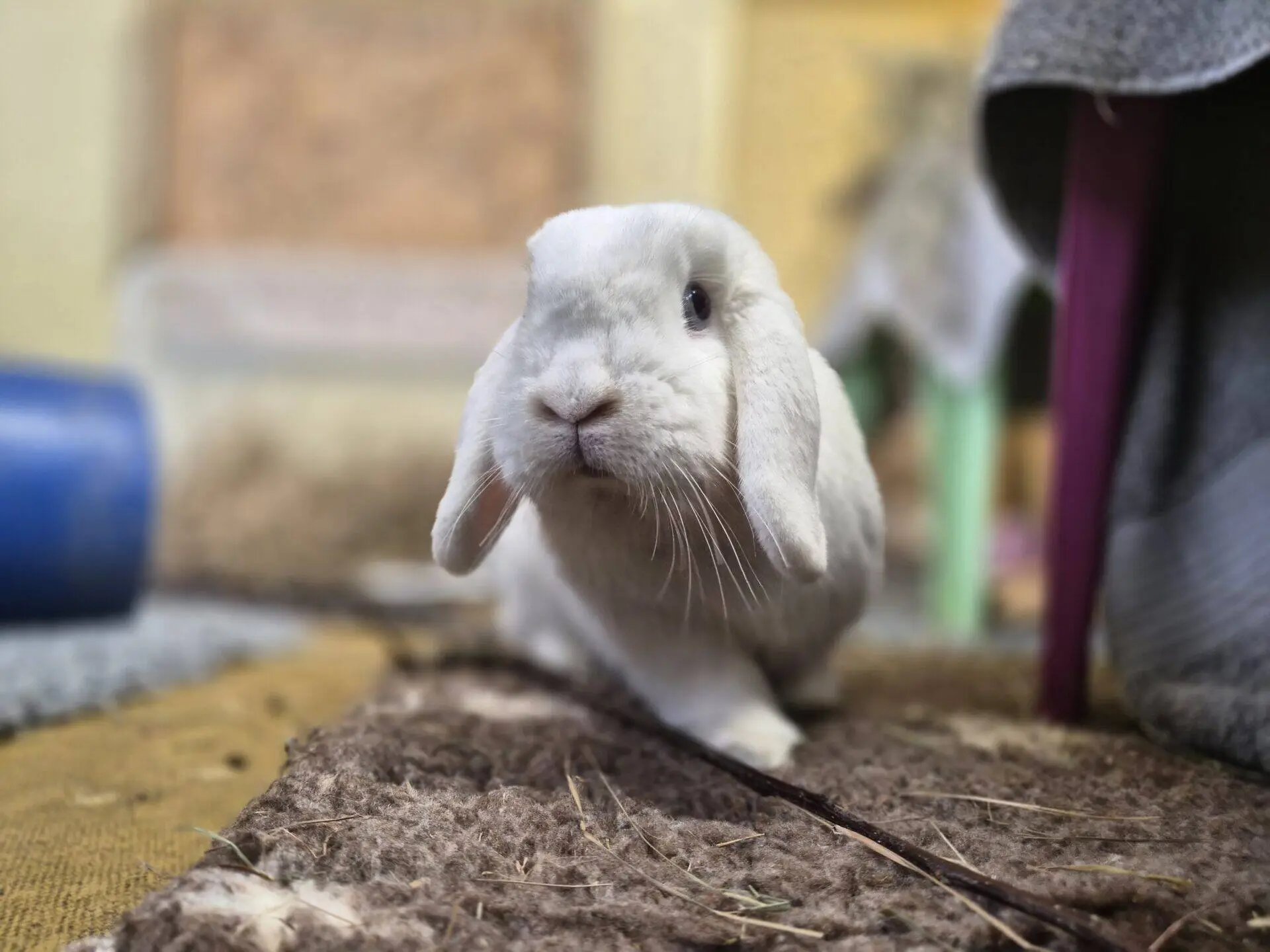 A white lop-eared rabbit sits on a textured brown mat indoors, looking towards the camera with one ear drooping more than the other. The background is softly blurred with household objects visible.