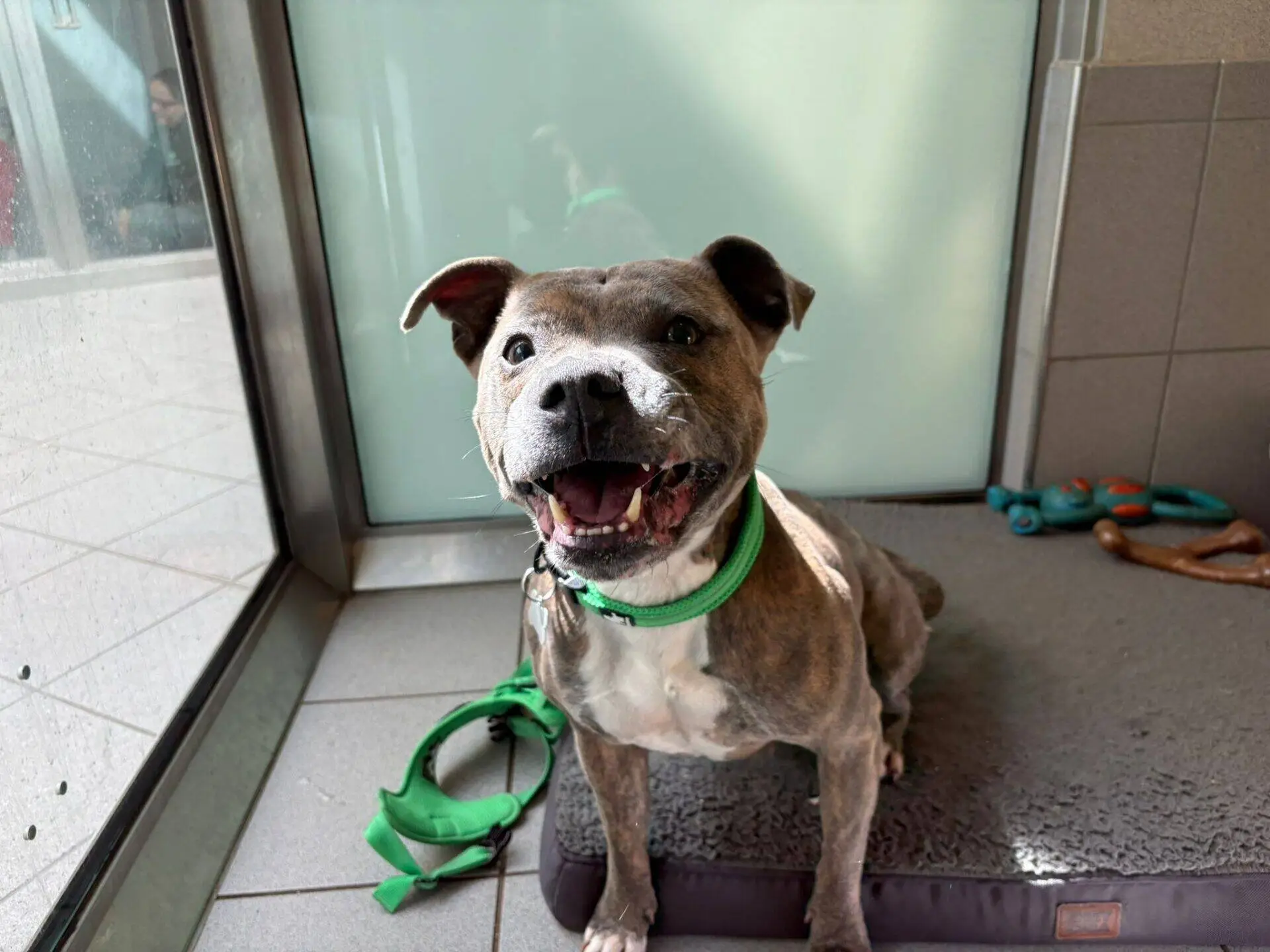 A happy, grey and brown dog with a green collar sits on a dog bed indoors, next to a glass door with sunlight streaming in. A green lead and some dog toys are nearby.