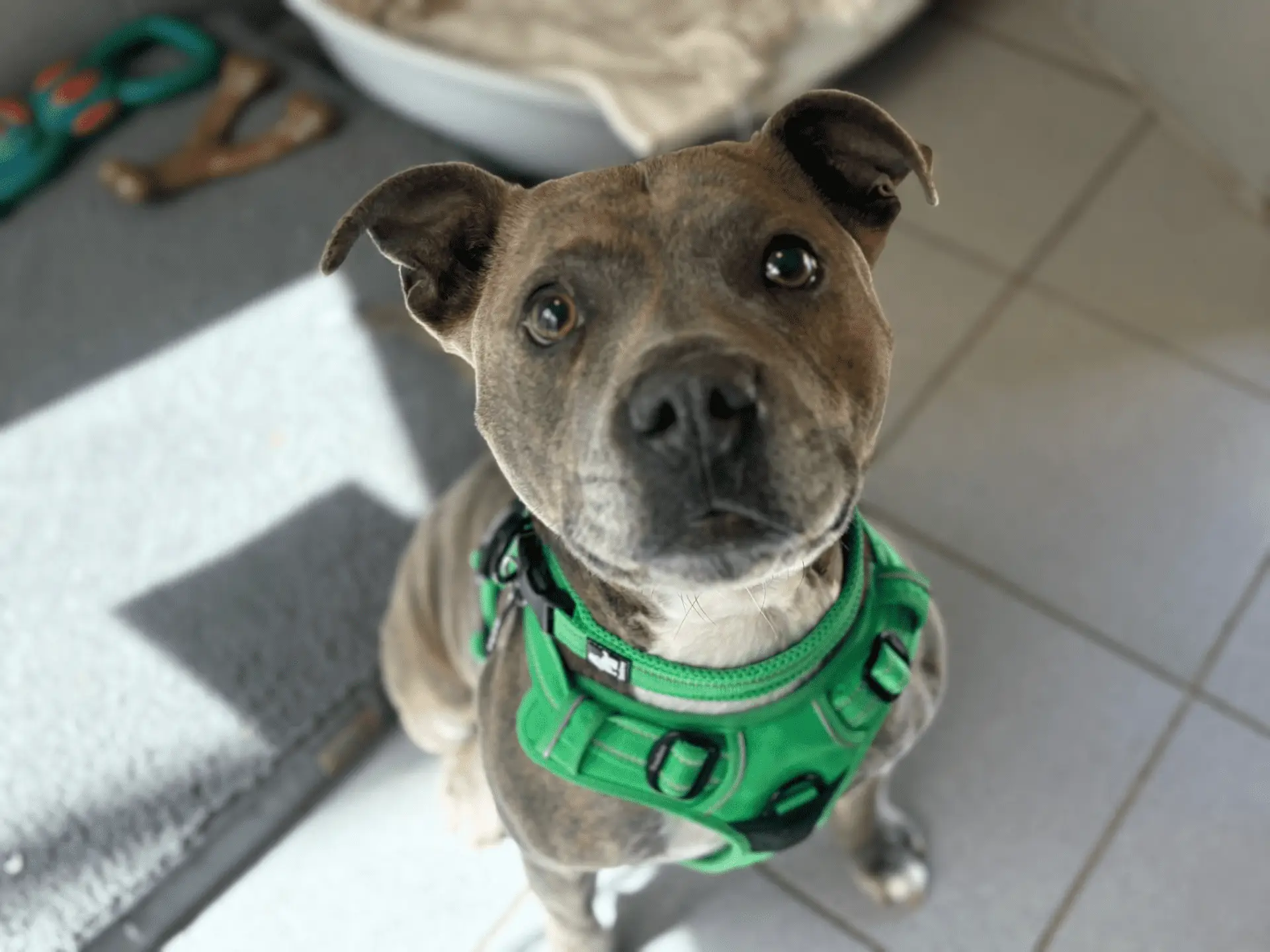 A grey and white dog wearing a bright green harness looks up at the camera with wide eyes whilst sitting on a tiled floor indoors.
