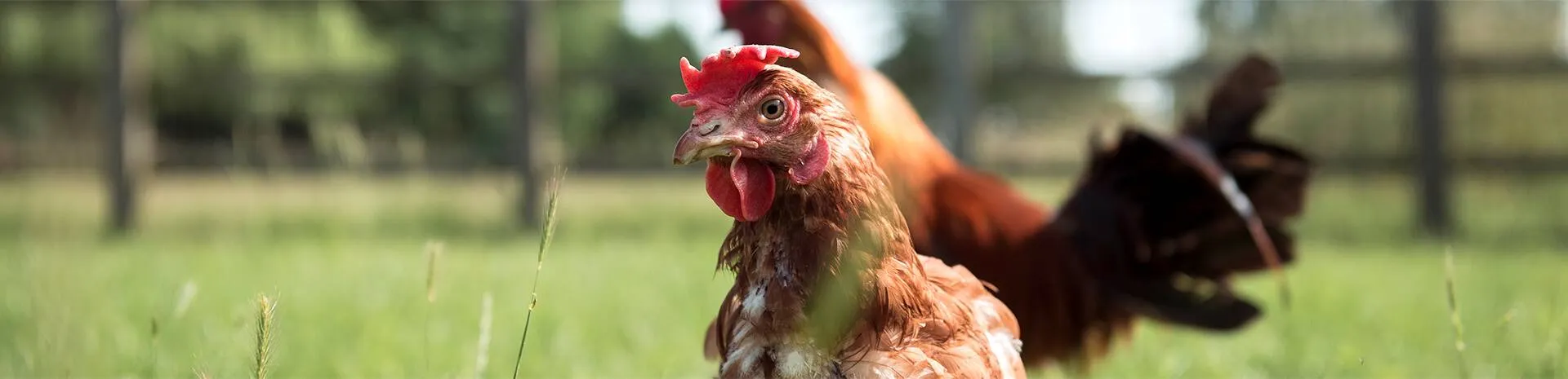 Chicken at a farm