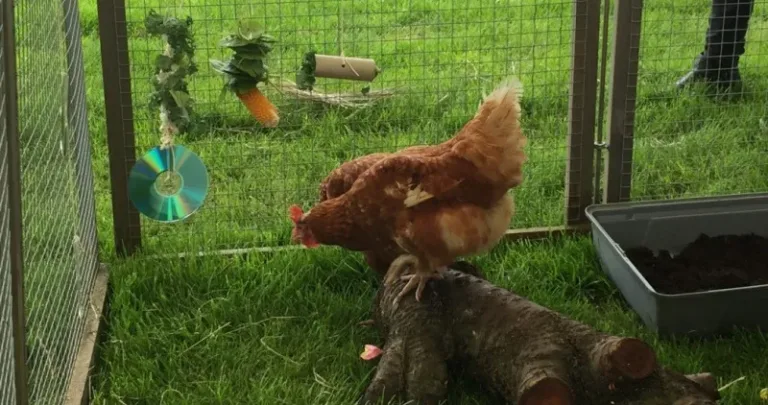 A chicken outside in her hutch