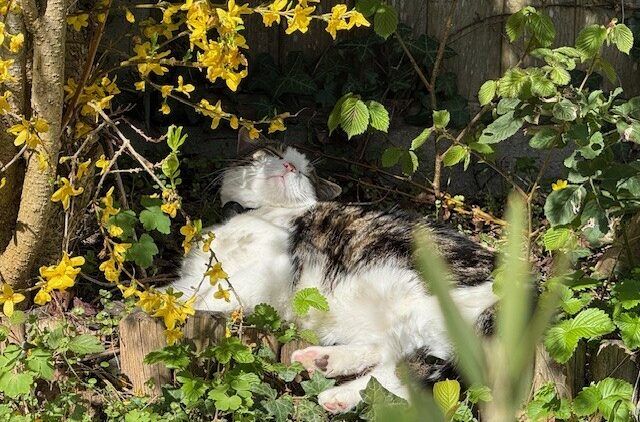 A domestic short-haired cat lies on its side, peacefully sleeping in a sunlit garden beside yellow flowering branches and green plants. The cat is partially in the shade and appears relaxed and content.