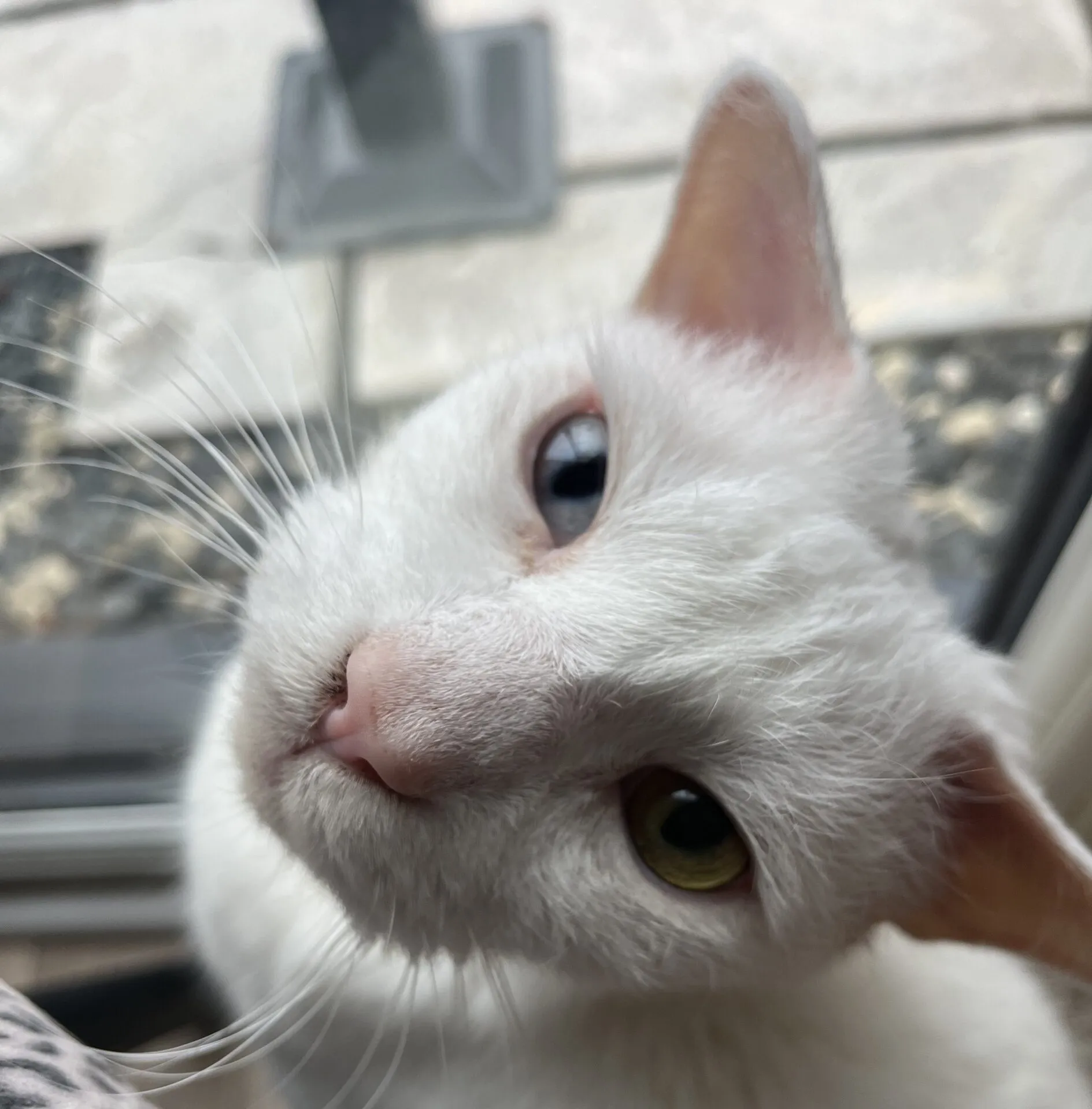 A white cat with heterochromia—one blue eye and one green eye—looks up at the camera indoors near a window, with outdoor tiles and rocks visible in the background.