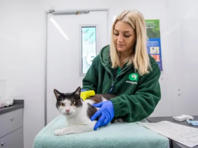 A woman in a green jacket and blue gloves gently brushes a black and white cat lying on a towel-covered exam table in a veterinary clinic, preparing for the annual report 2024-25.