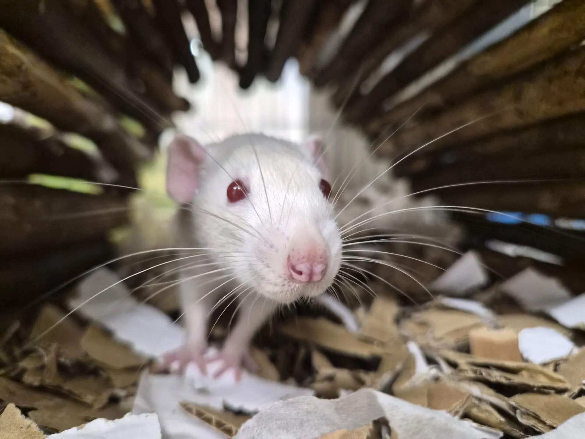 A white rat with pink ears and red eyes stands on shredded cardboard inside a tunnel made of sticks, looking directly at the camera.