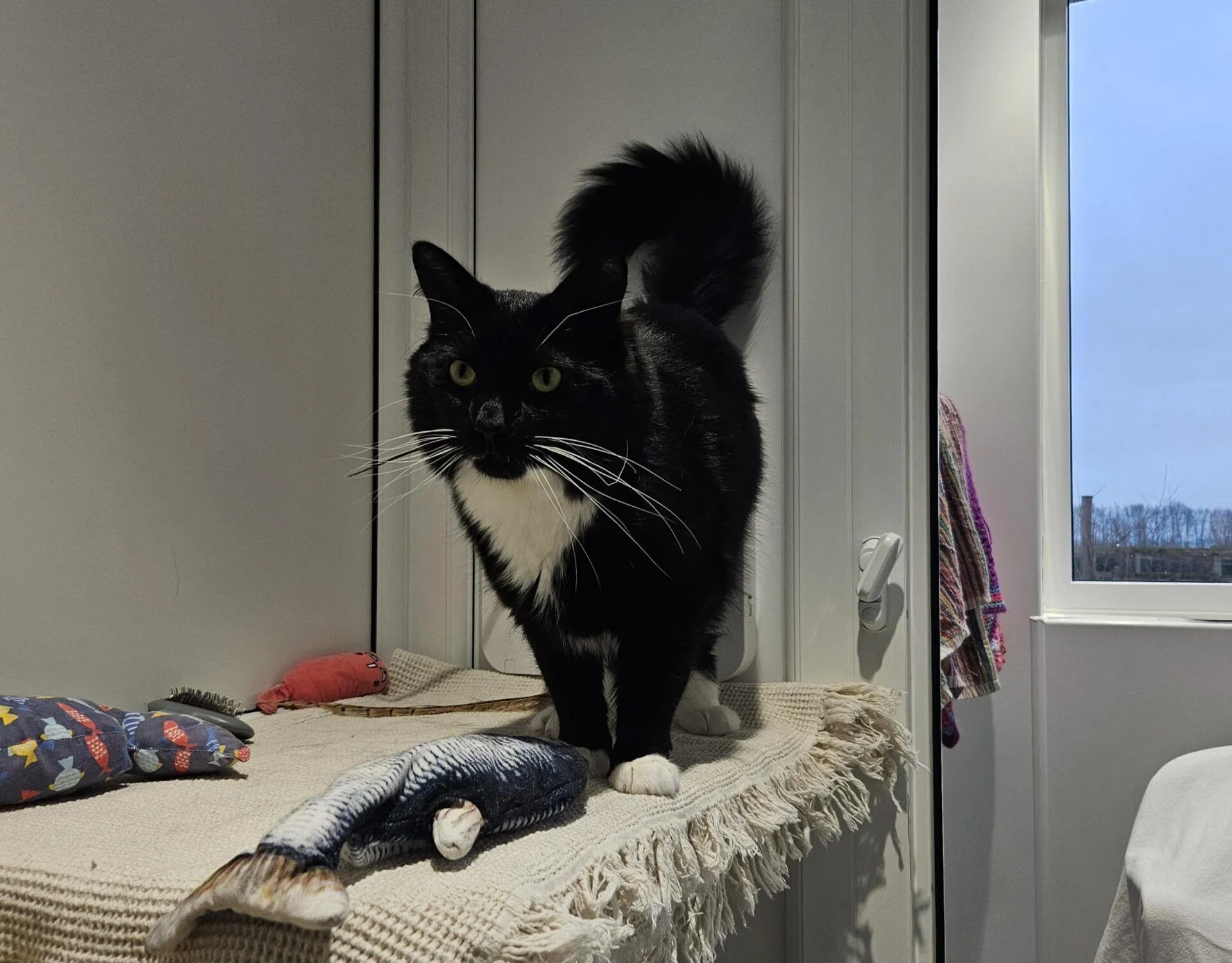A black and white cat with white paws and chest stands on a beige textured surface next to a plush fish toy. The cat looks alert, and there is a window in the background letting in natural light.