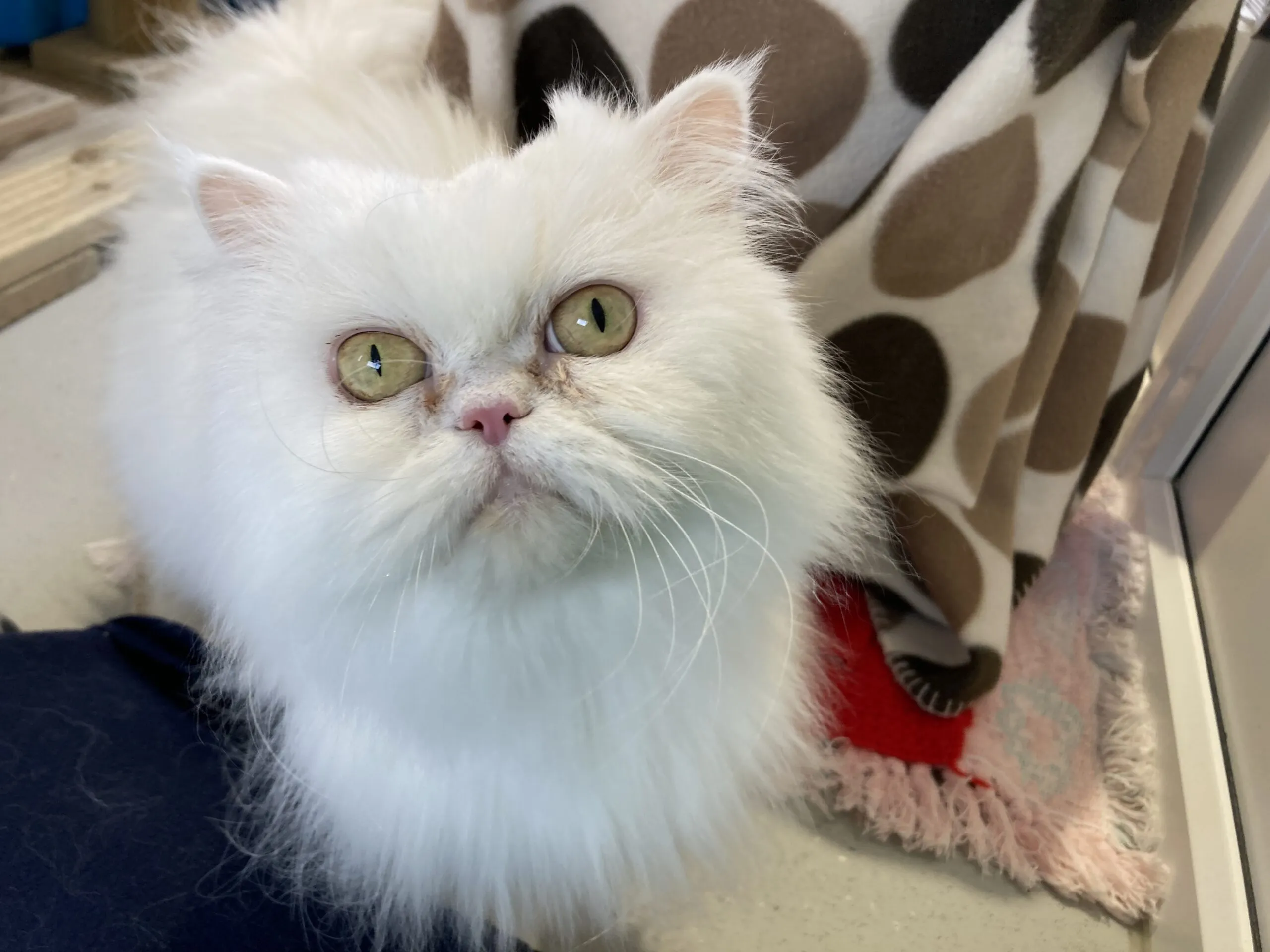 A fluffy white Persian cat with large yellow-green eyes sits indoors near a spotty blanket, looking up at the camera with a curious expression.