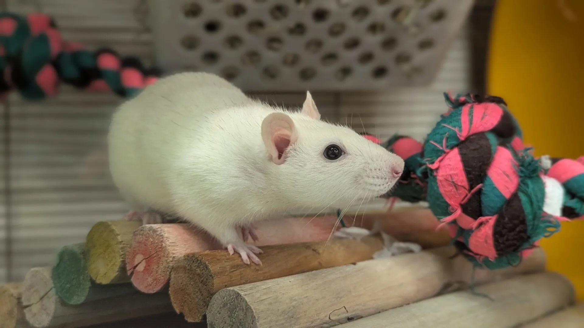 A curious white rat with dark eyes stands on wooden sticks inside its cage, near a colourful braided rope toy in pink, black, and green. The blurred background reveals cage bars and a yellow object.