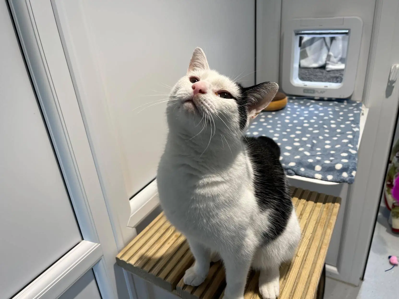 A white cat with black spots sits on a wooden platform, looking up with its eyes half-closed, next to a cat flap and a blue spotty blanket in a bright room.
