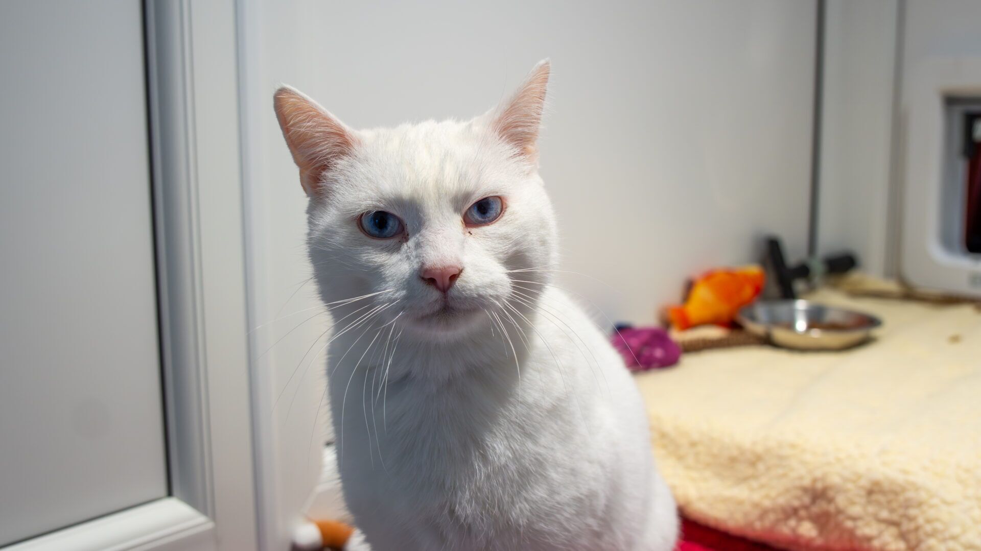 A white cat with blue eyes sits indoors on a soft yellow blanket, looking directly at the camera. There are some toys and a stainless steel bowl in the background.