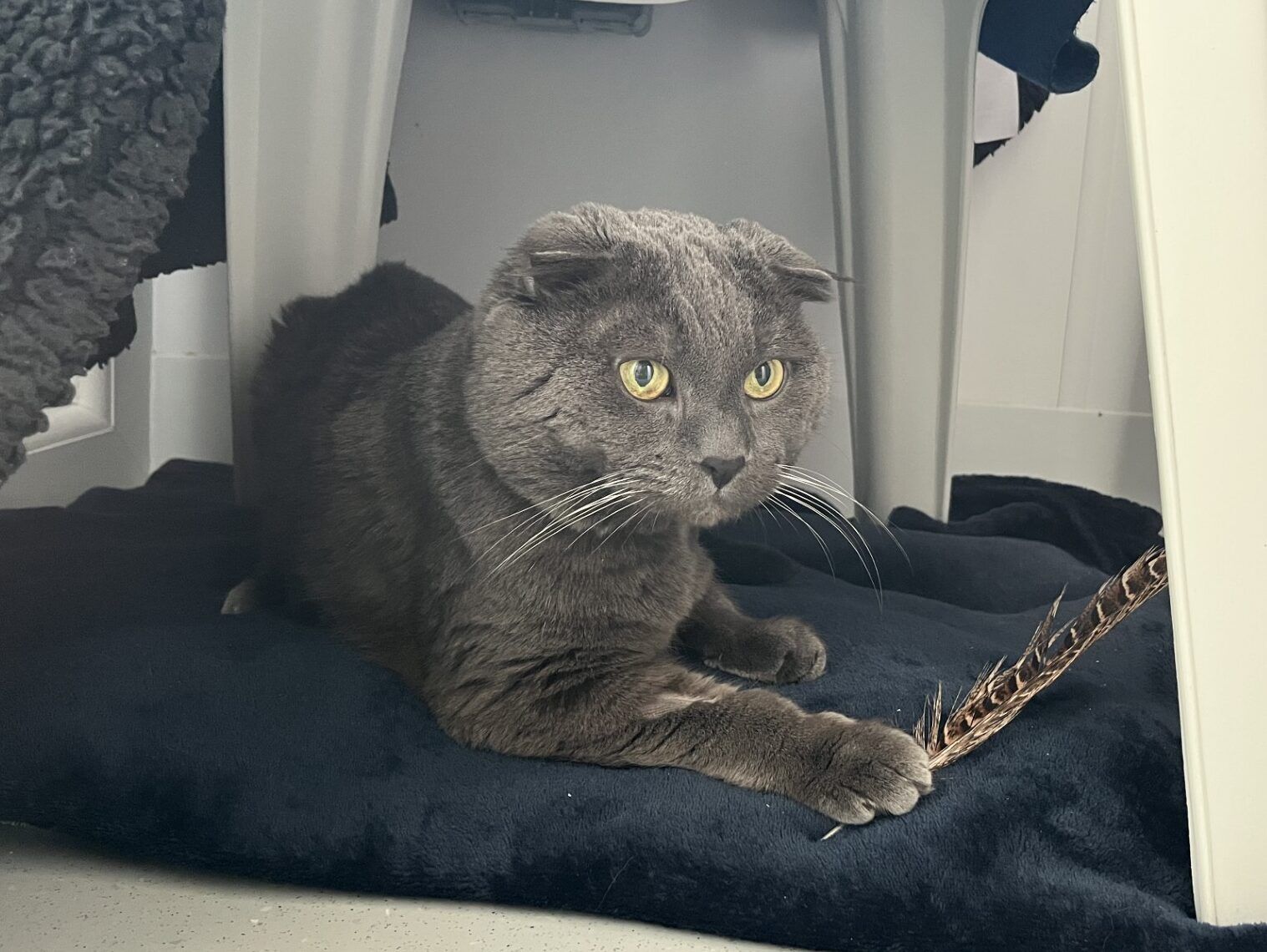 A gray cat with folded ears lies on a dark blanket under a white plastic chair, holding a brown feather toy with its paw. The cat looks alert and focused.