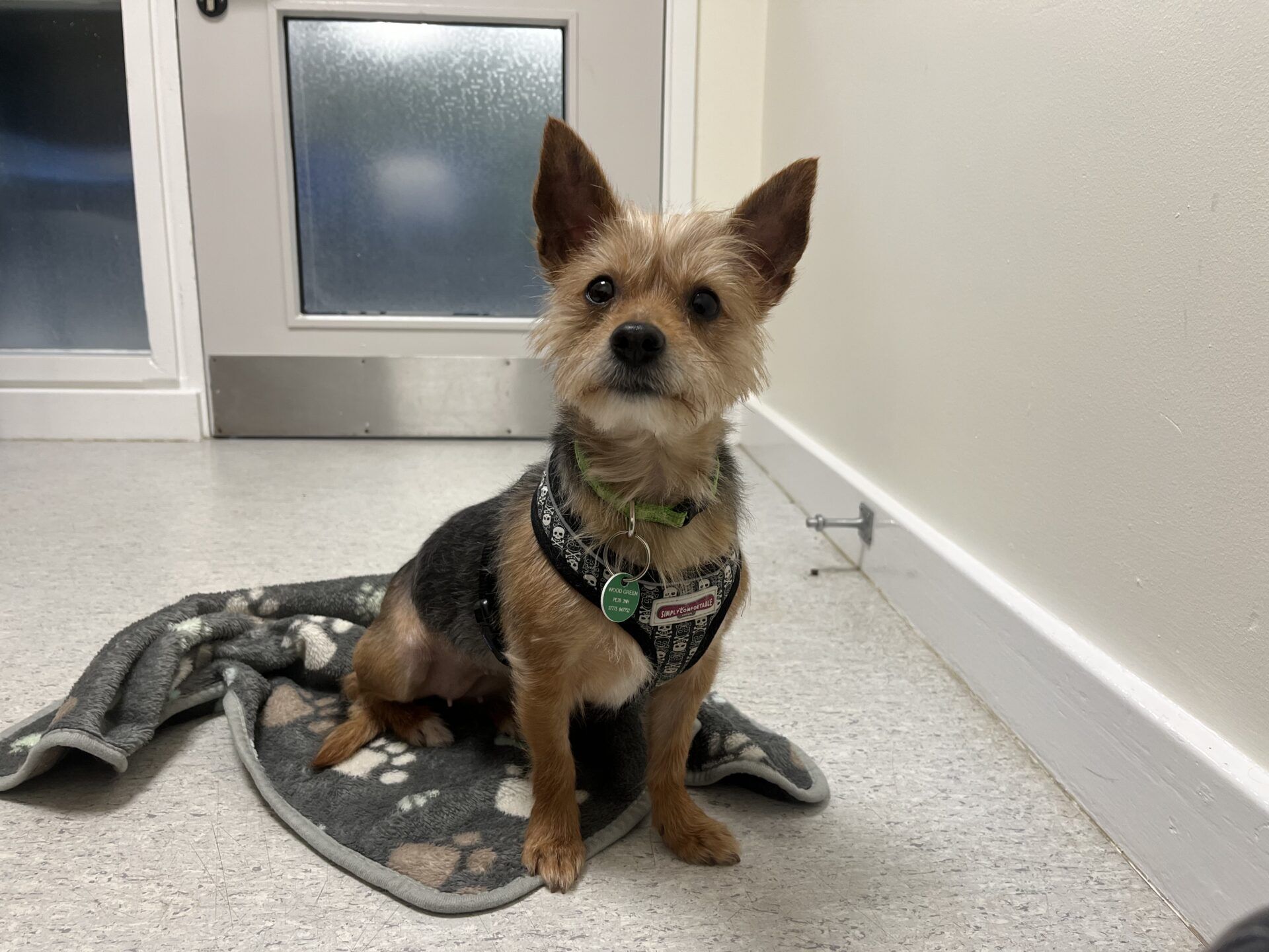 A small brown and black dog with pointy ears sits on a paw-print blanket in a room with white walls and a closed door, wearing a harness and green collar with tags.