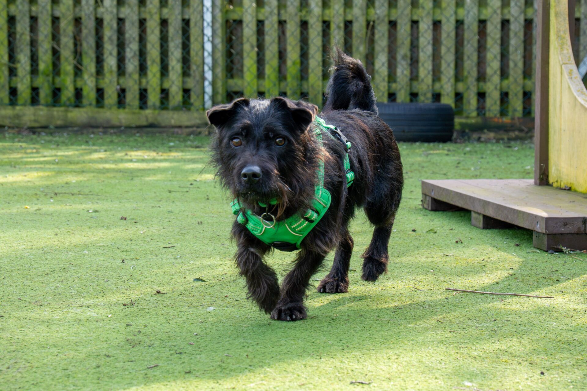A small black dog with a scruffy coat and green harness in a fenced outdoor area, looking towards the camera.