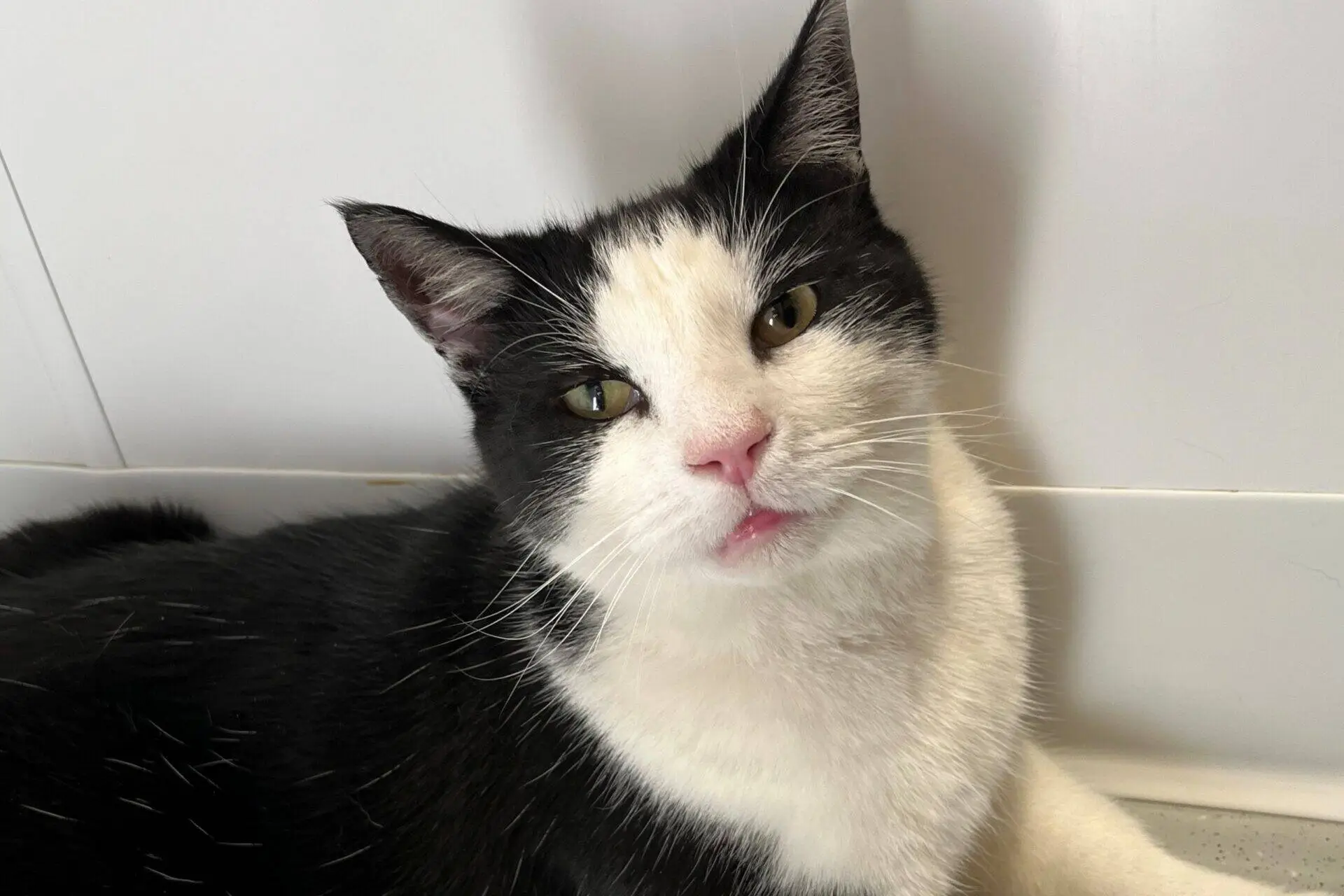 A black and white cat with a pink nose and yellow eyes sits against a white background, looking directly at the camera with a relaxed expression.