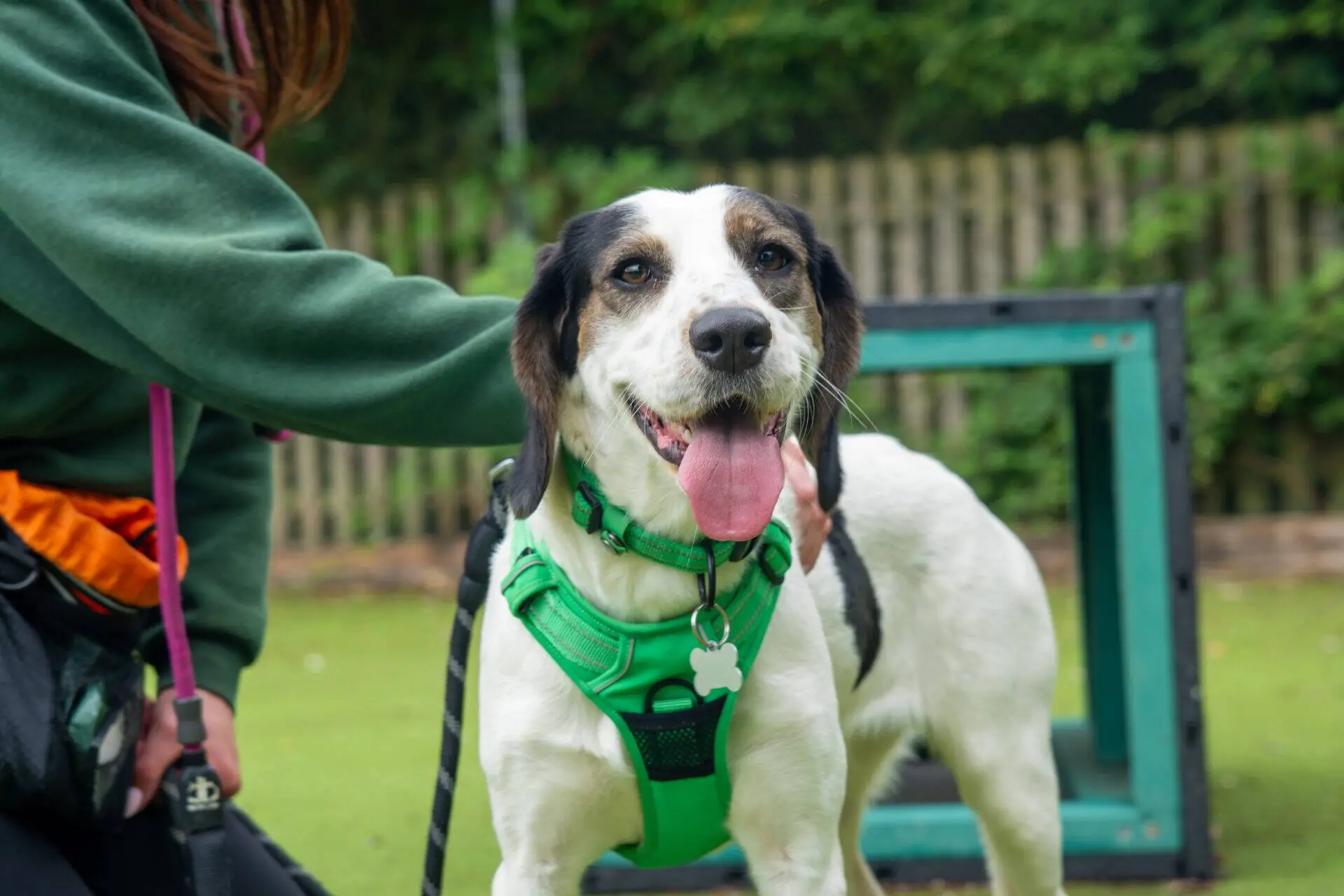 A happy cocker spaniel with a white coat and black spots, wearing a green harness, stands outside on grass next to a person in a green jumper. The dog is panting with its tongue out and looks content.